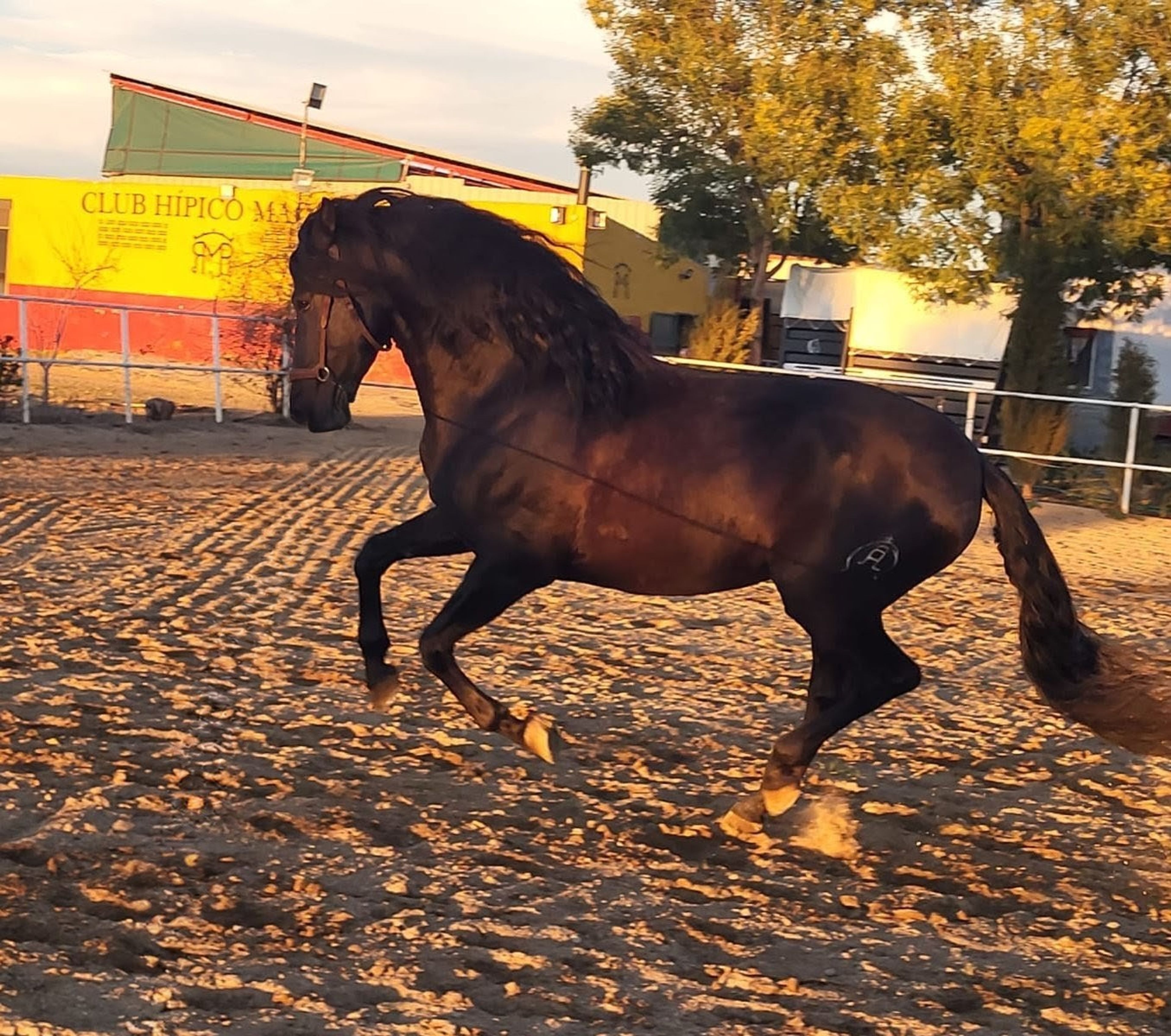 Black Perl - Image 4