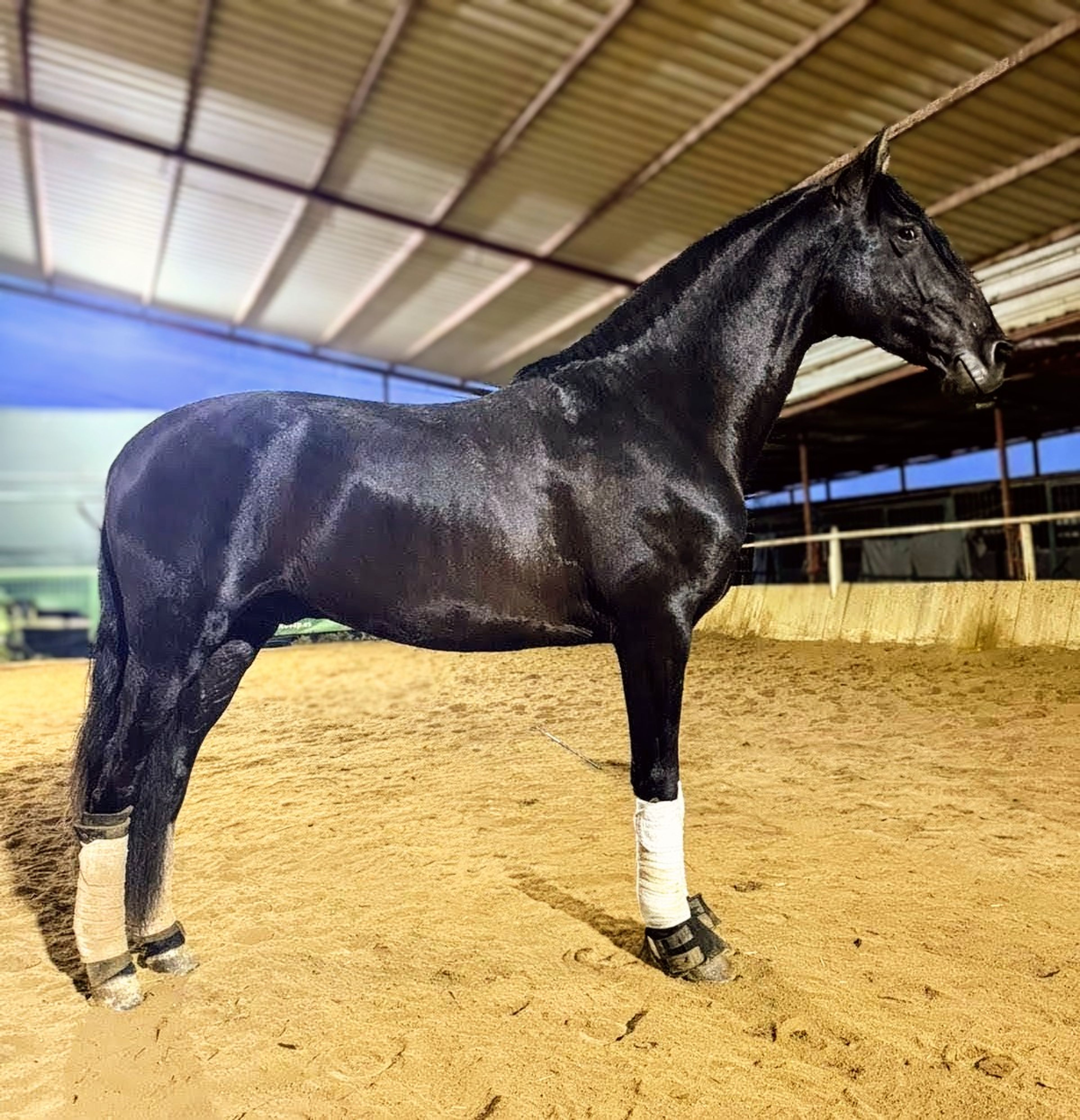 Black Perl - Image 5