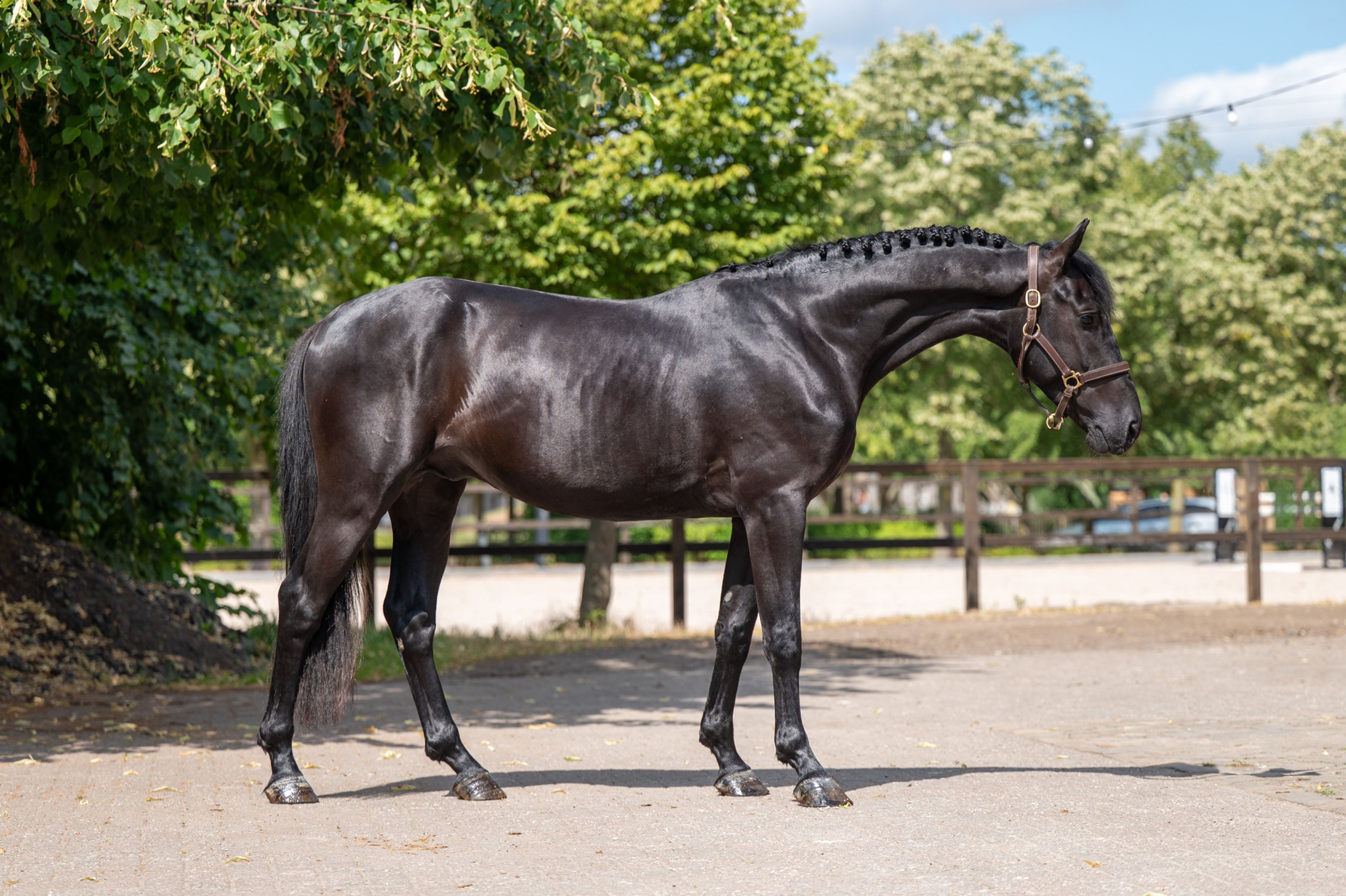 Quin of the Lowlands Z (QANTHAGO VAN'T HUKA x VOLTAIRE)