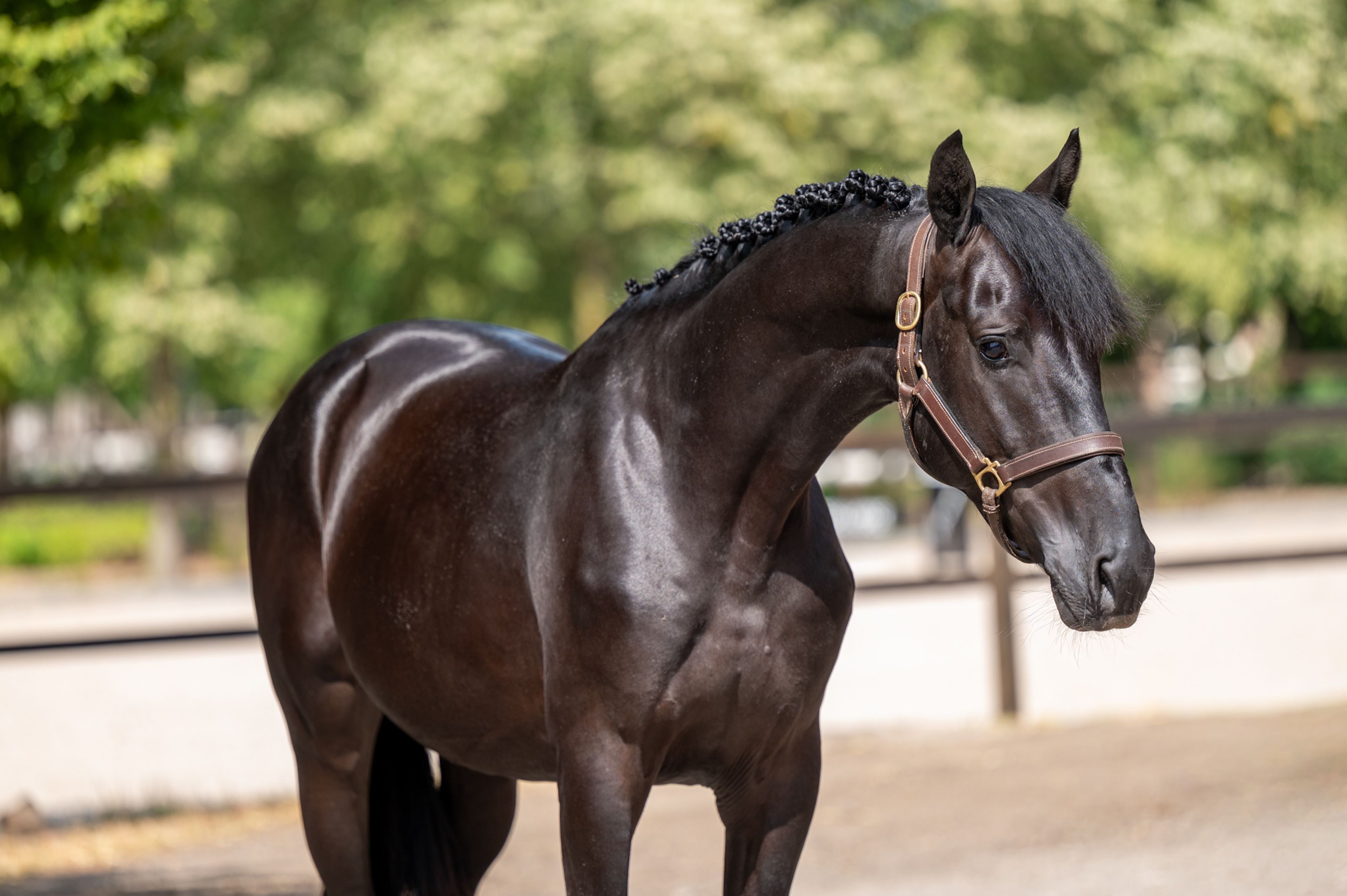 Quin of the Lowlands Z (QANTHAGO VAN'T HUKA x VOLTAIRE) - Image 2