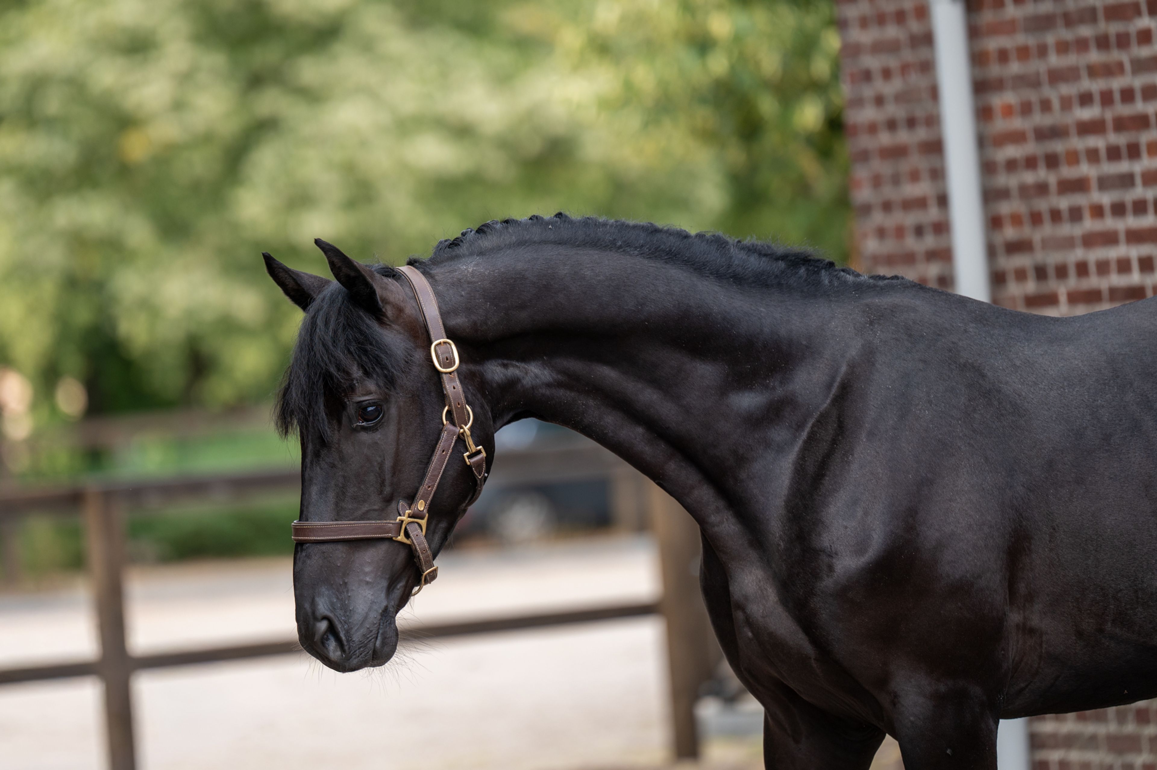 Quin of the Lowlands Z (QANTHAGO VAN'T HUKA x VOLTAIRE) - Image 3
