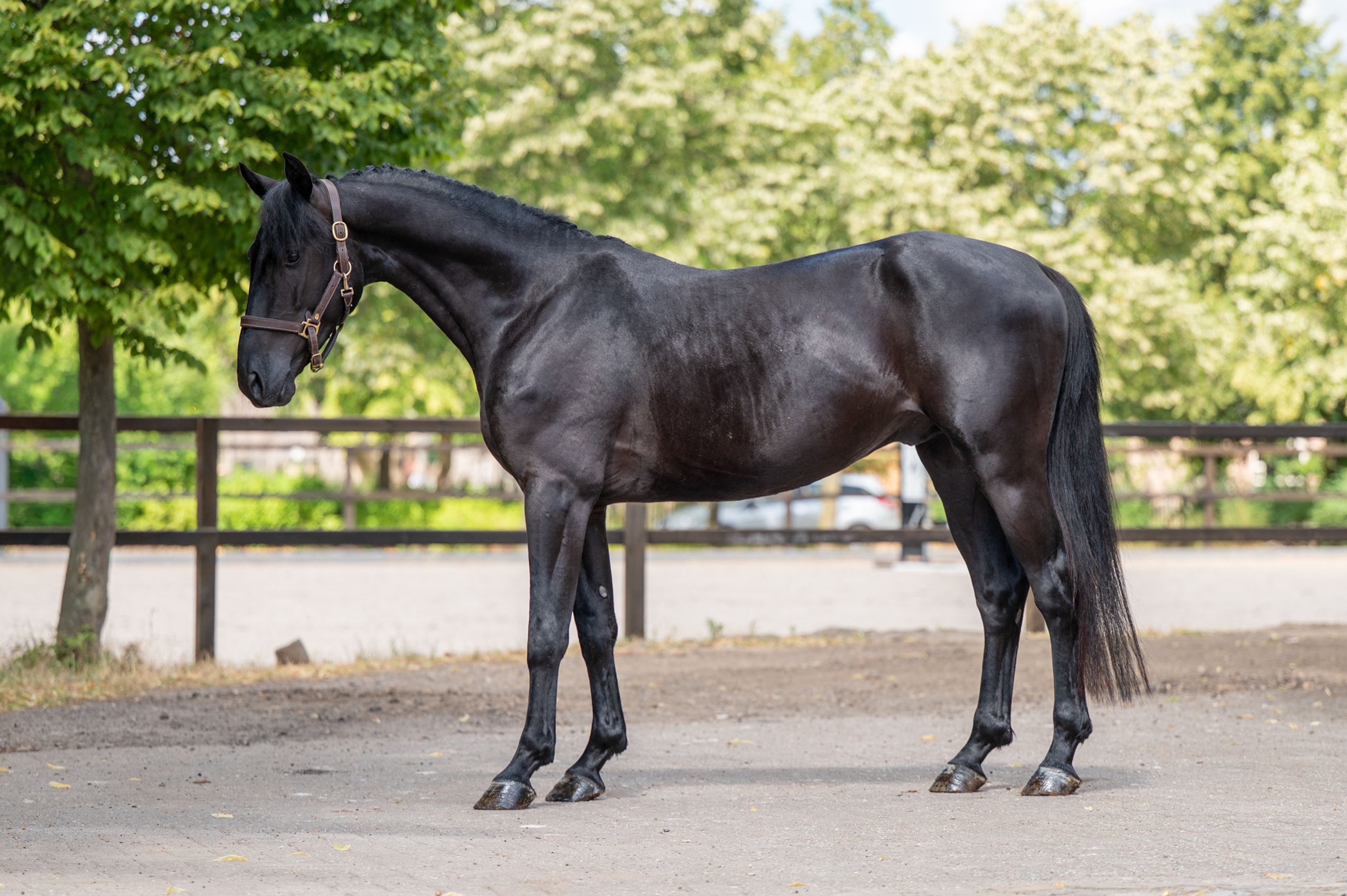 Quin of the Lowlands Z (QANTHAGO VAN'T HUKA x VOLTAIRE) - Image 4