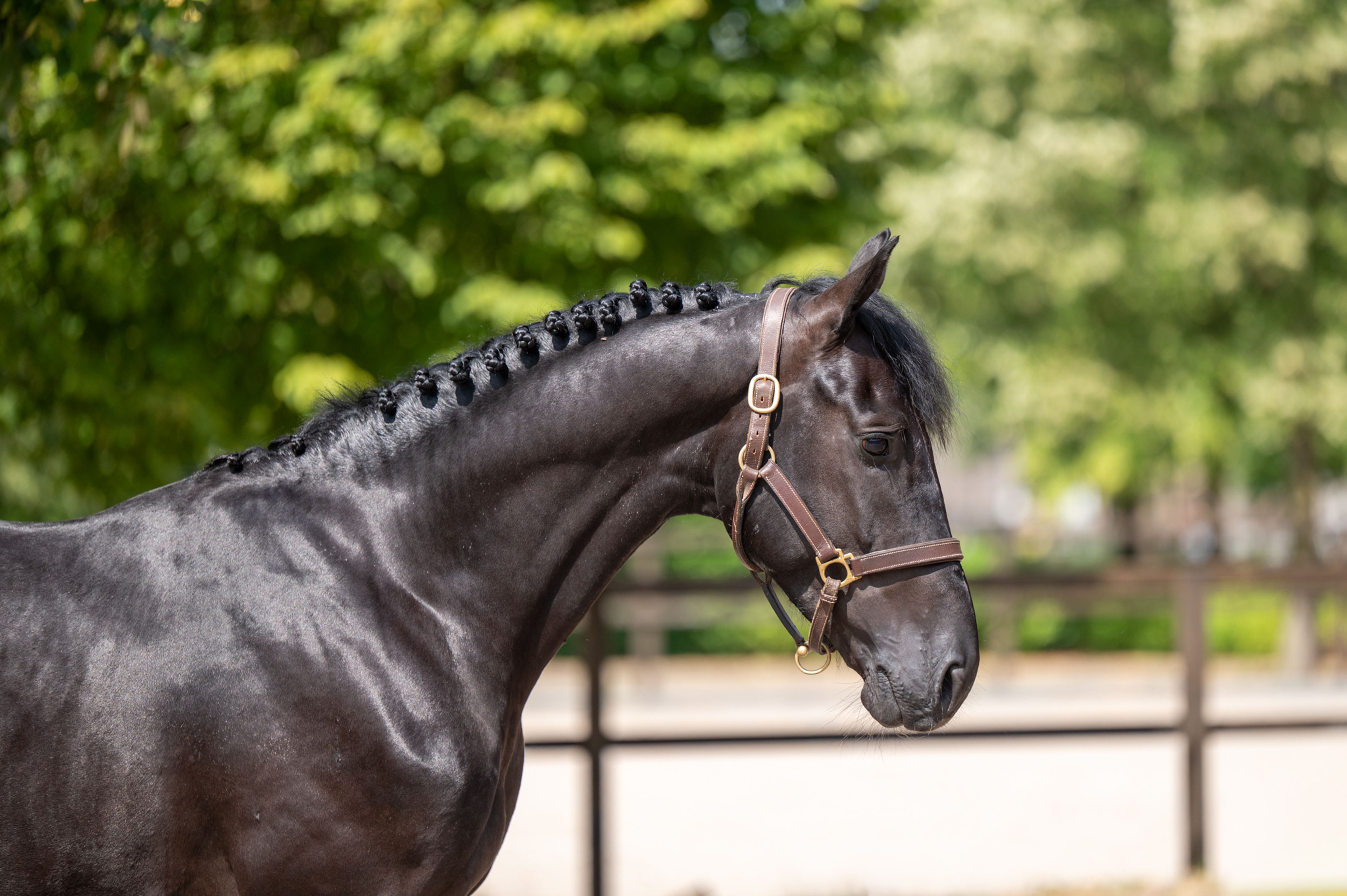 Quin of the Lowlands Z (QANTHAGO VAN'T HUKA x VOLTAIRE) - Image 5