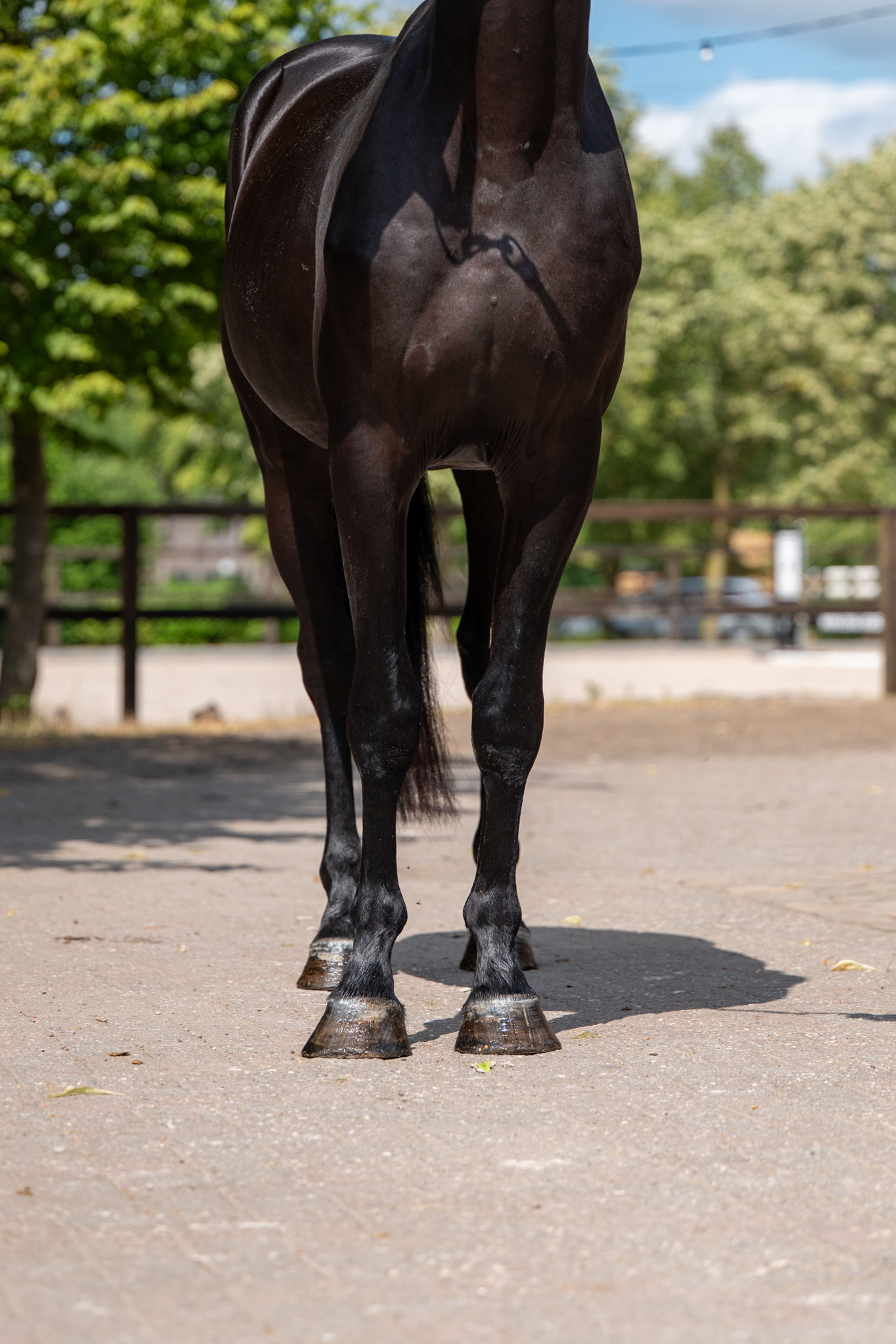 Quin of the Lowlands Z (QANTHAGO VAN'T HUKA x VOLTAIRE) - Image 6