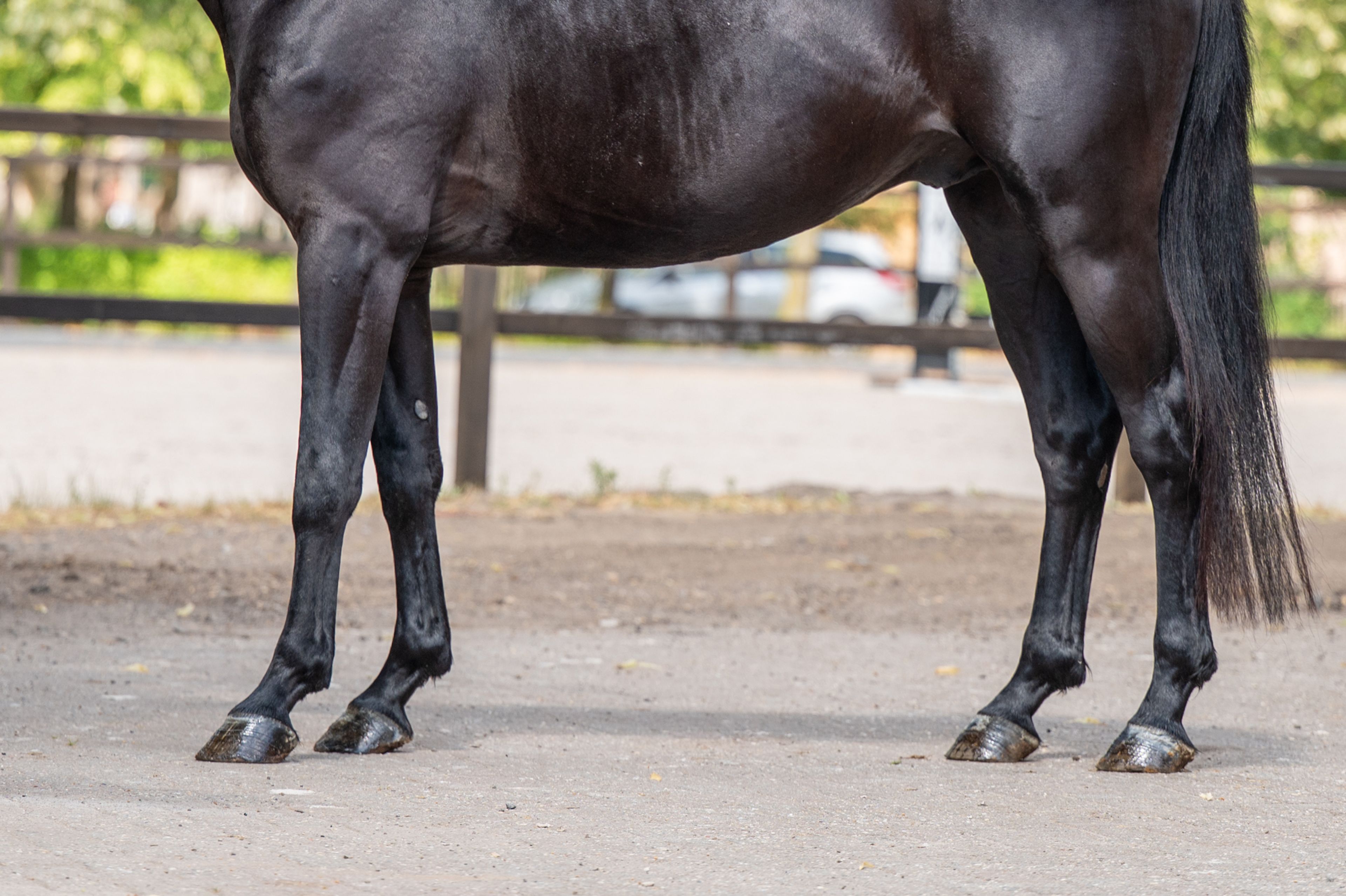 Quin of the Lowlands Z (QANTHAGO VAN'T HUKA x VOLTAIRE) - Image 7