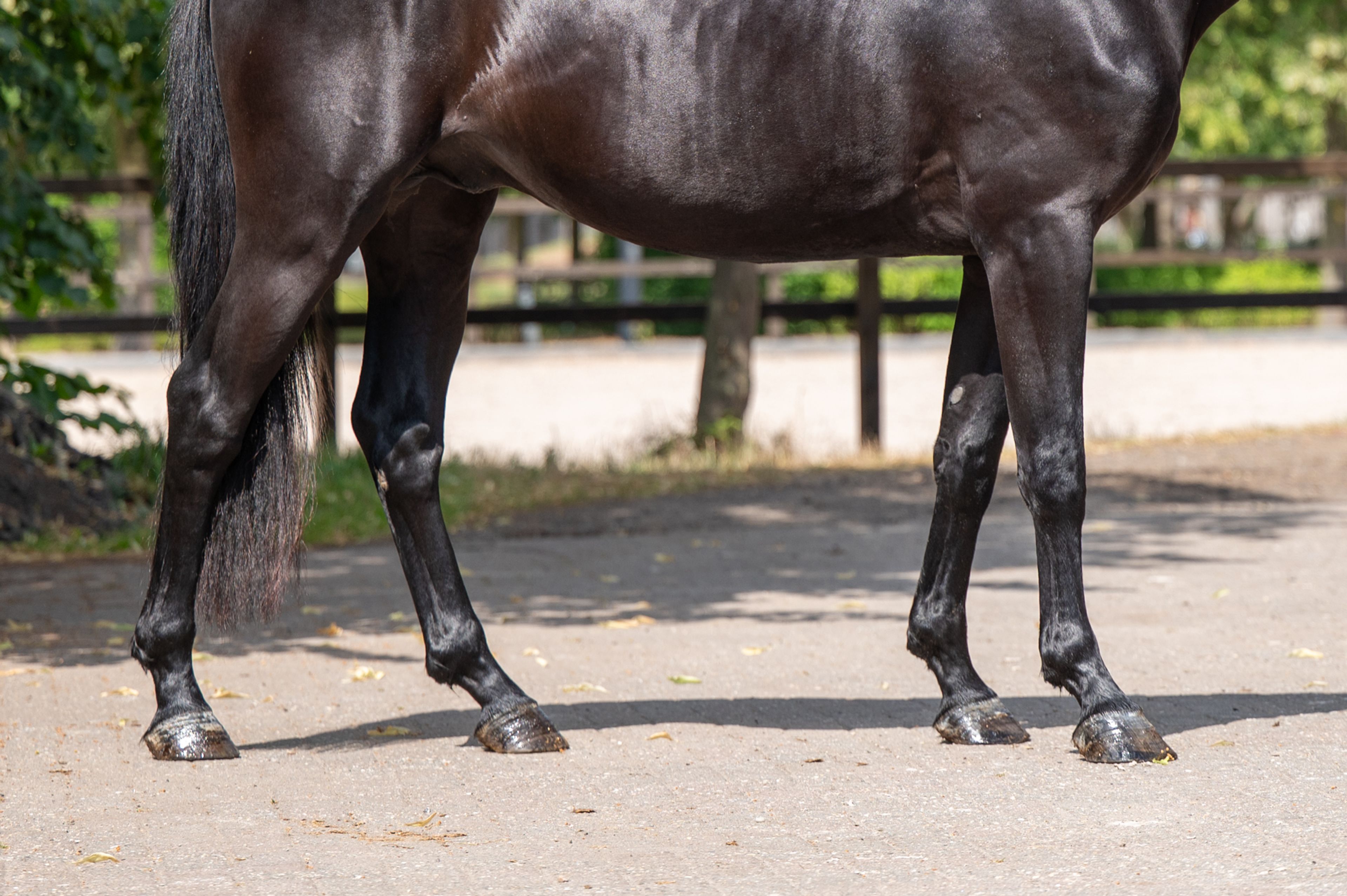 Quin of the Lowlands Z (QANTHAGO VAN'T HUKA x VOLTAIRE) - Image 8