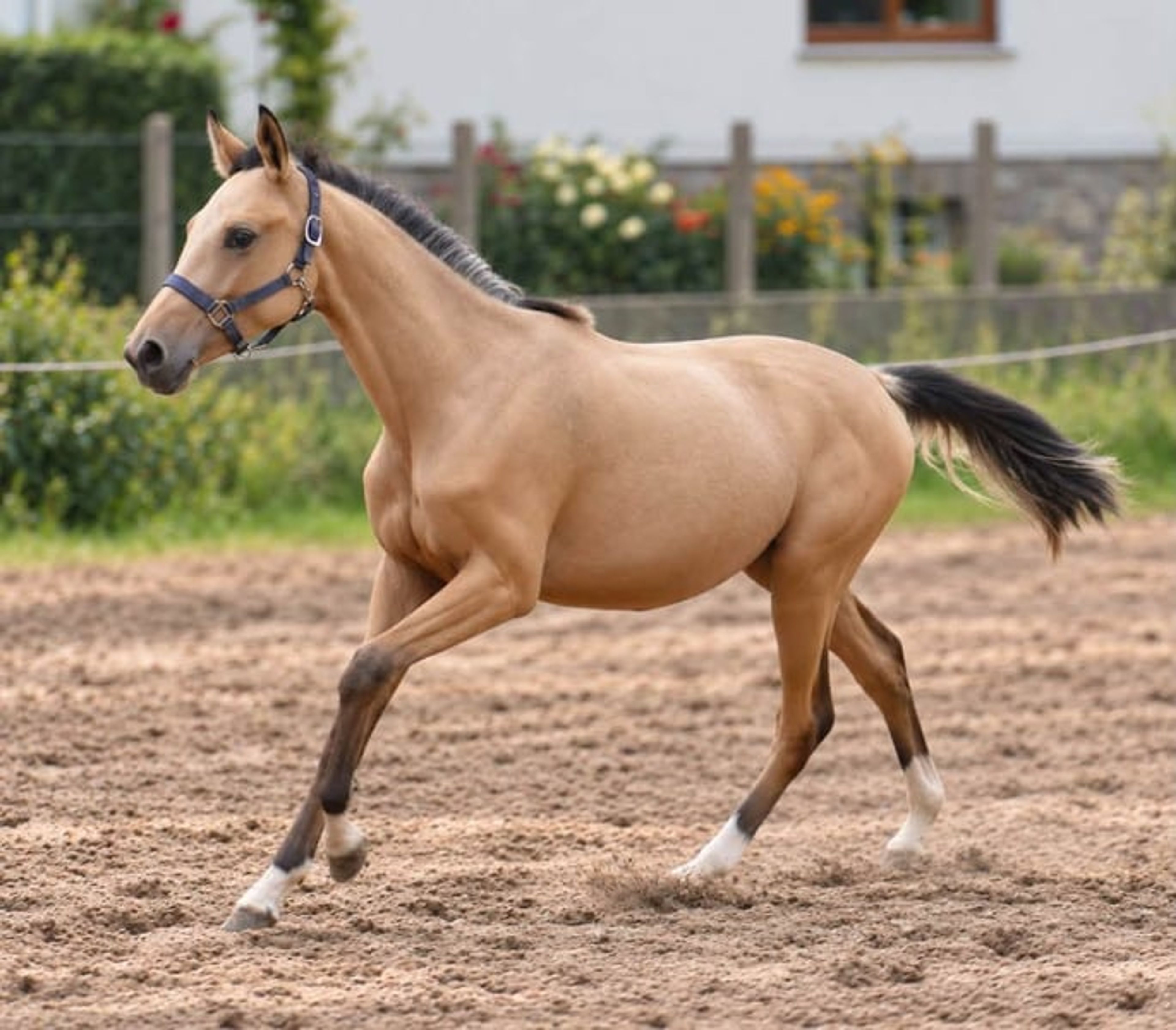Dream mare in buckskin