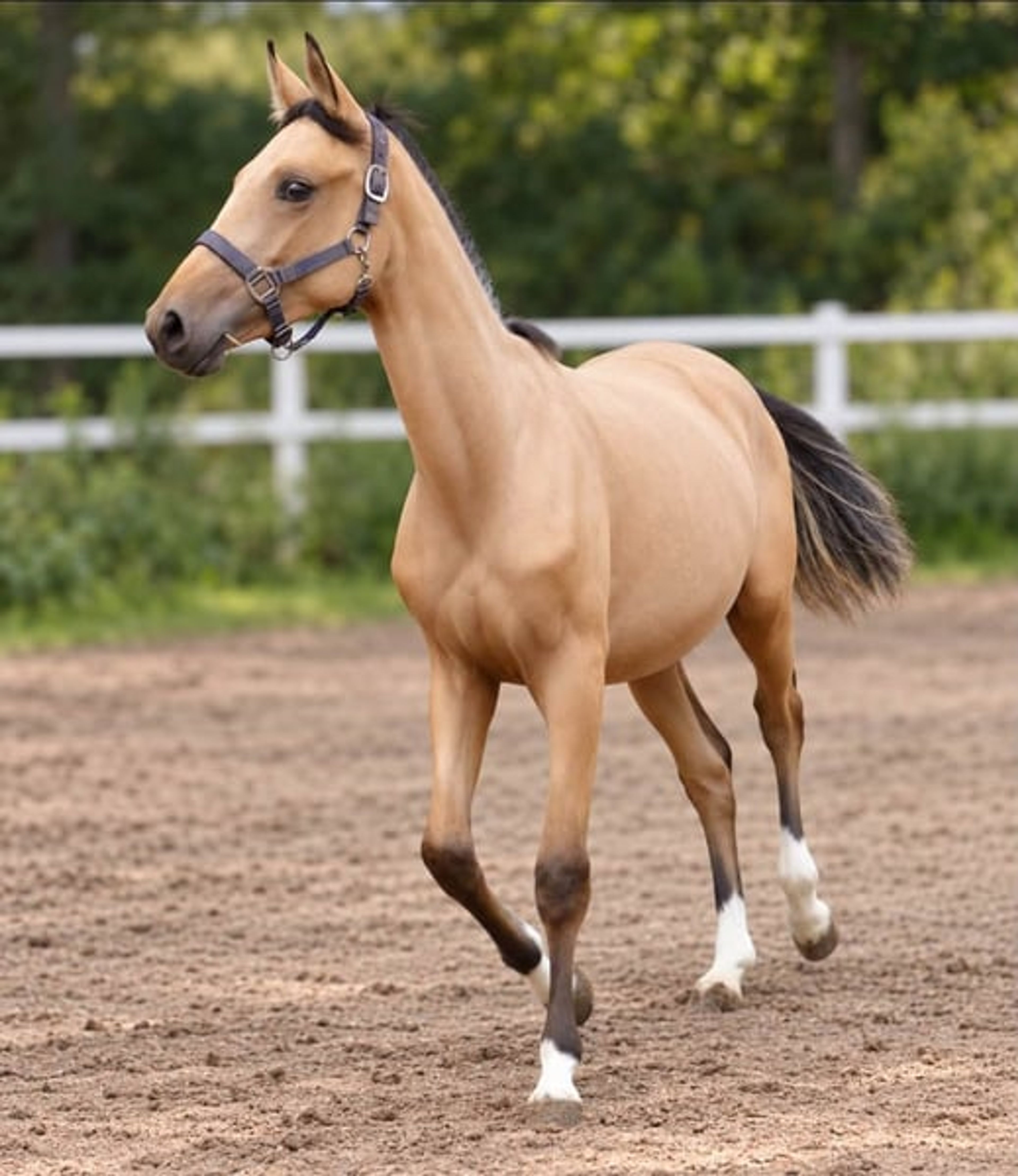 Dream mare in buckskin - Image 2