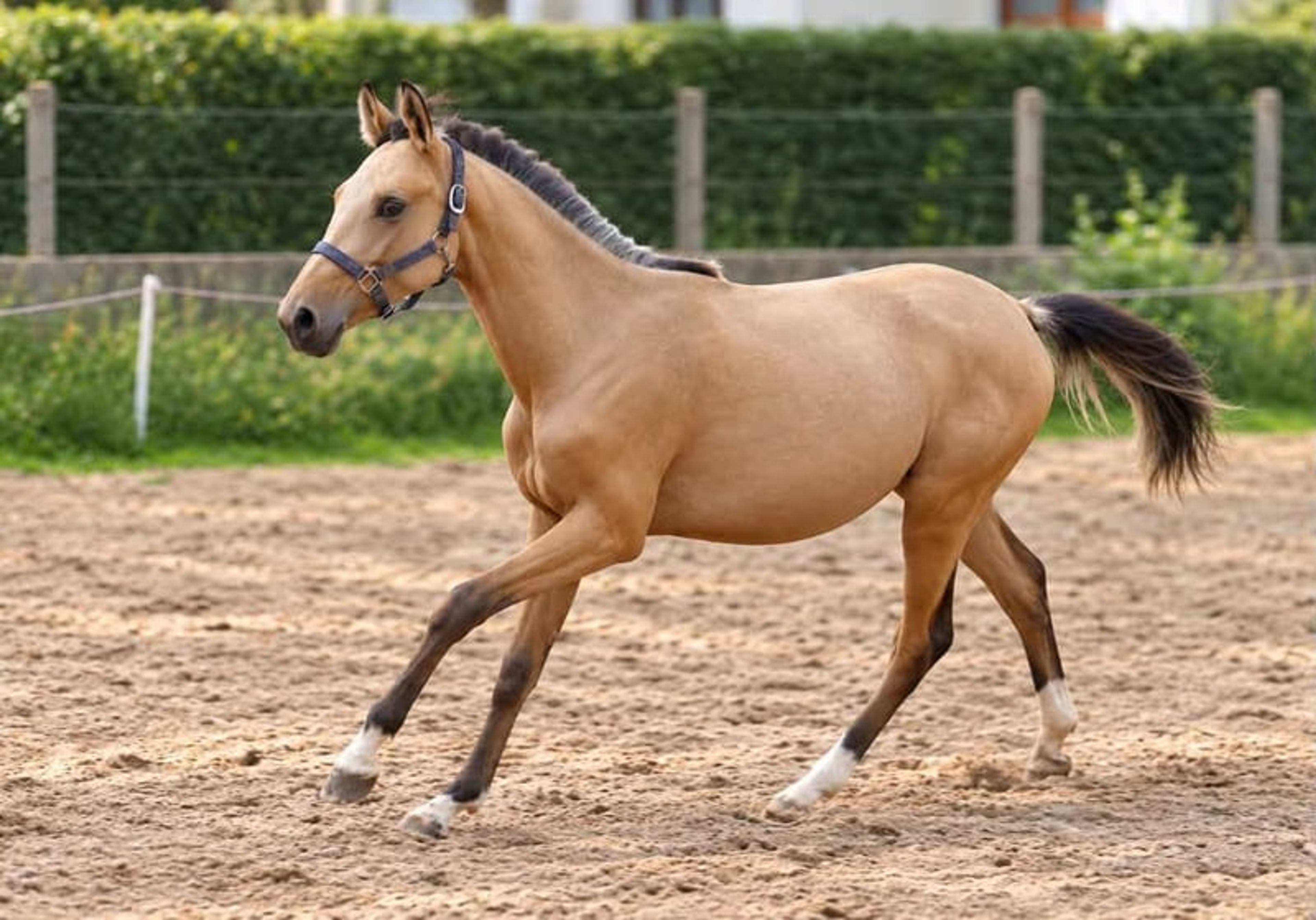 Dream mare in buckskin - Image 3