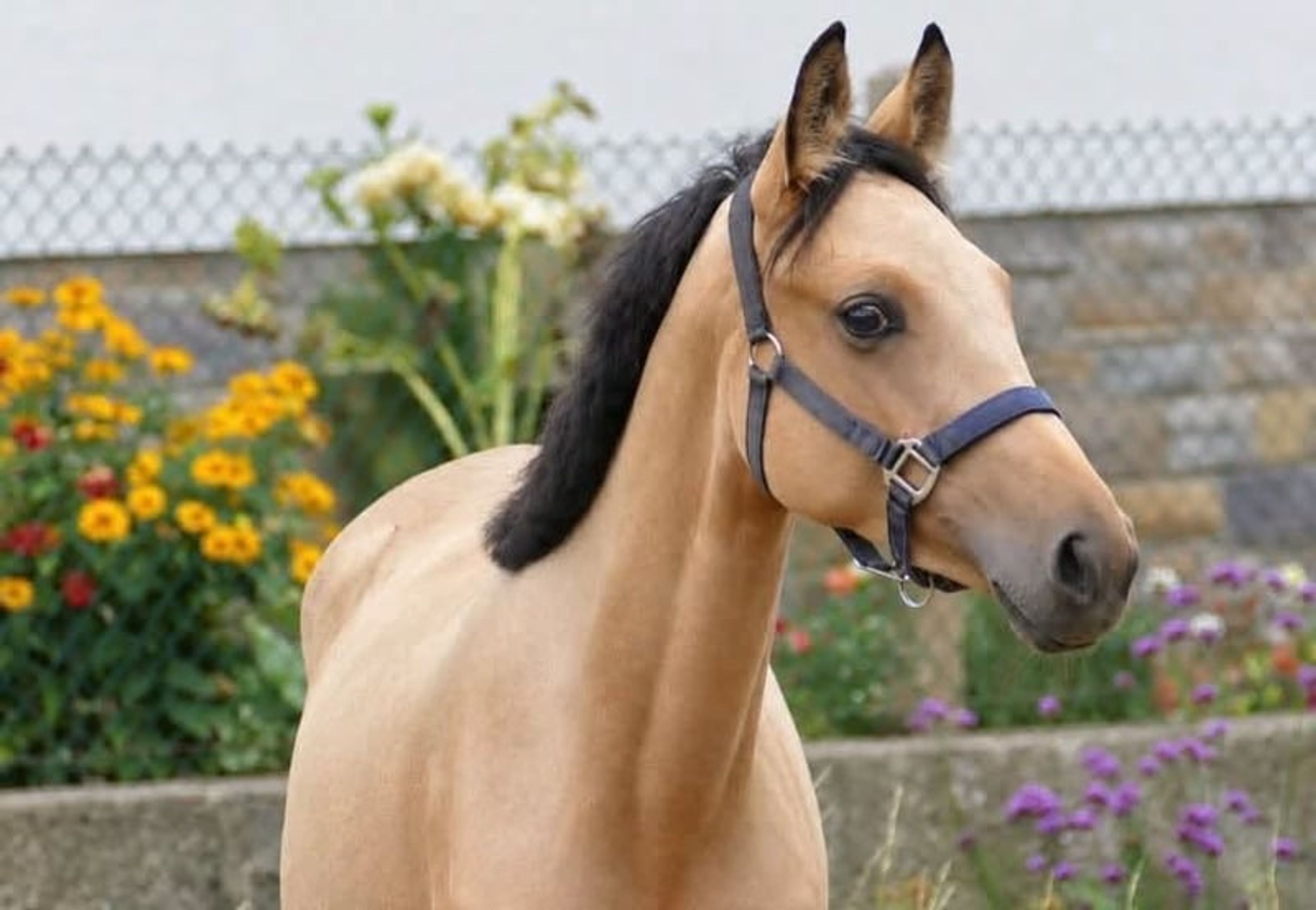 Dream mare in buckskin - Image 7
