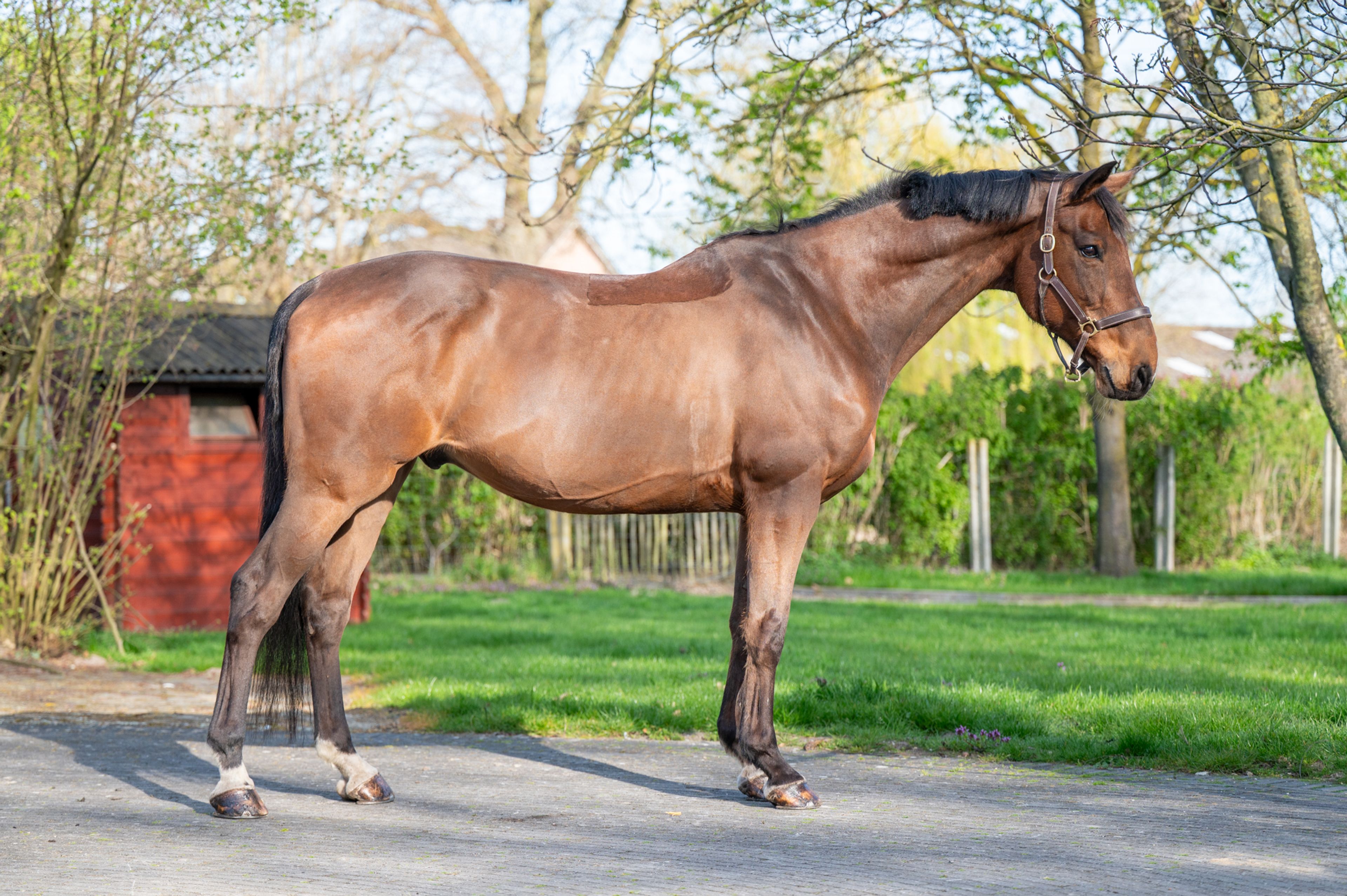 Locano vd Merelhoeve (COPITOL C x BALTHAZAR VD ROSHOEVE) - Image 1