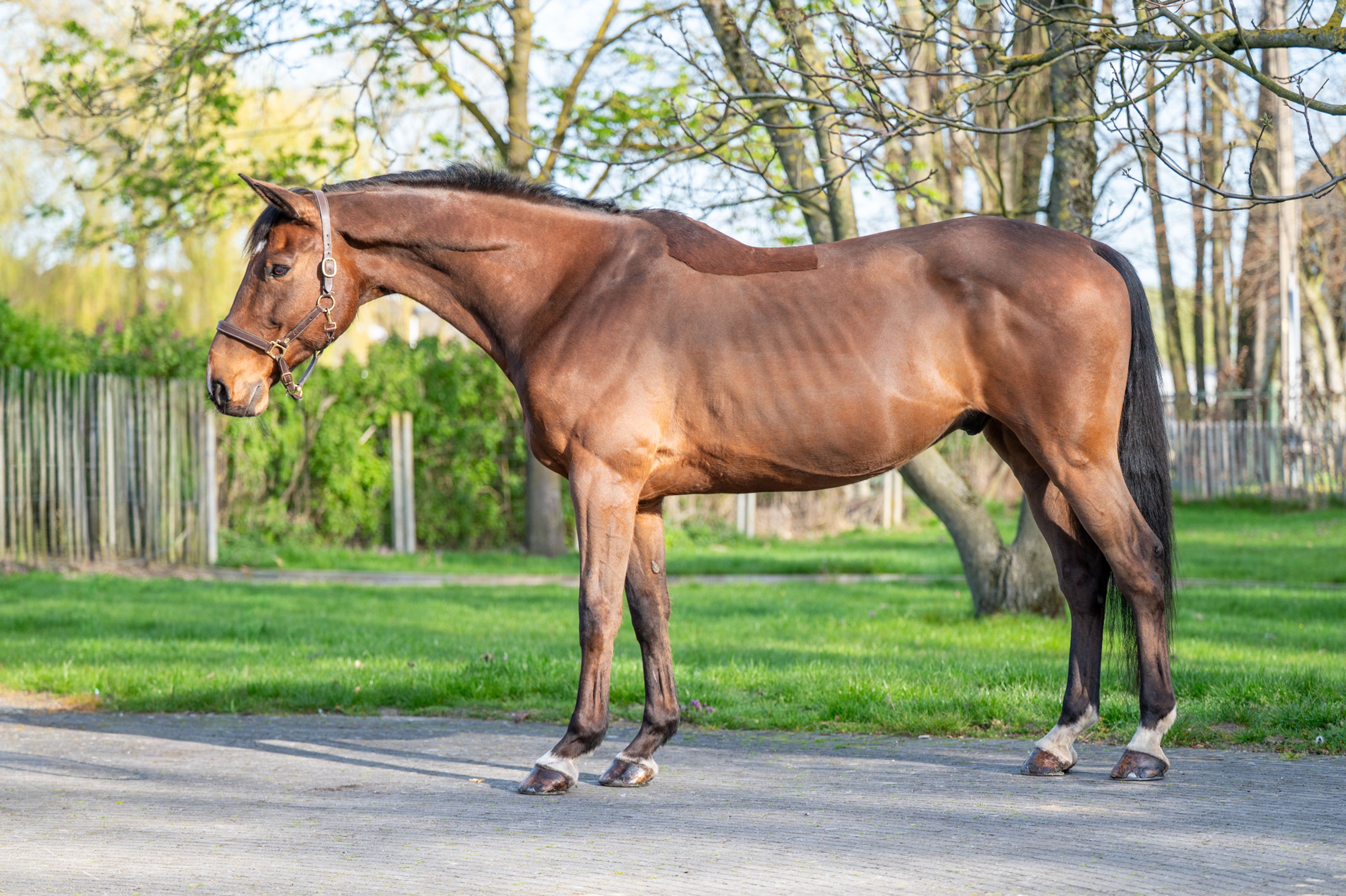 Locano vd Merelhoeve (COPITOL C x BALTHAZAR VD ROSHOEVE) - Image 3