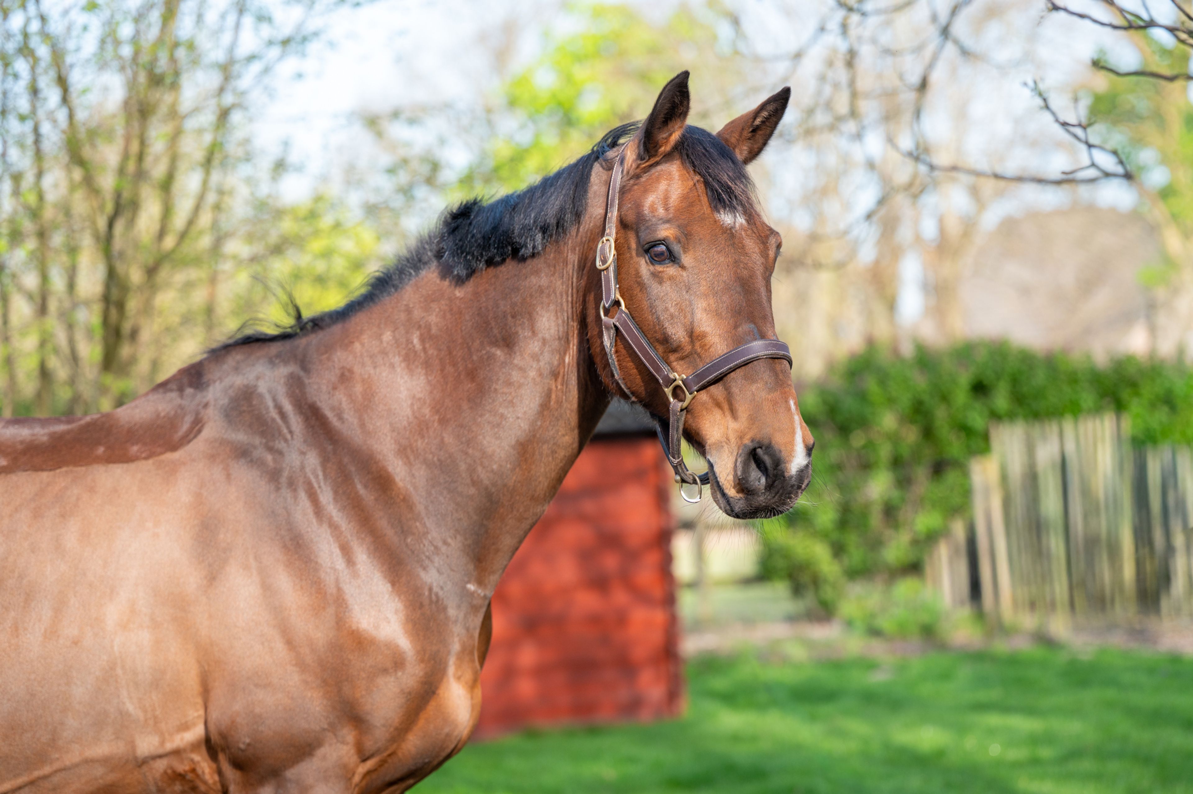Locano vd Merelhoeve (COPITOL C x BALTHAZAR VD ROSHOEVE) - Image 4
