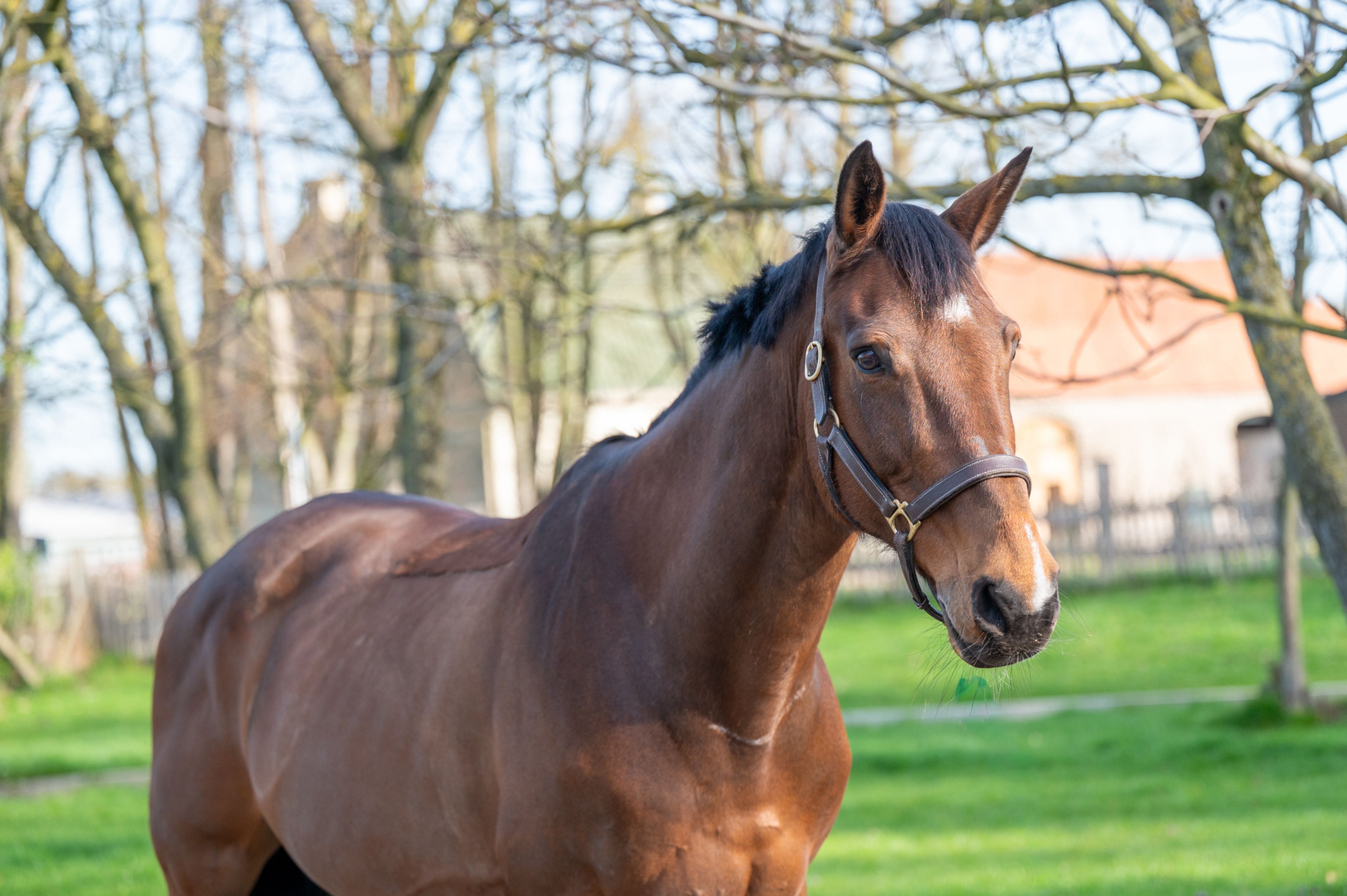 Locano vd Merelhoeve (COPITOL C x BALTHAZAR VD ROSHOEVE) - Image 5