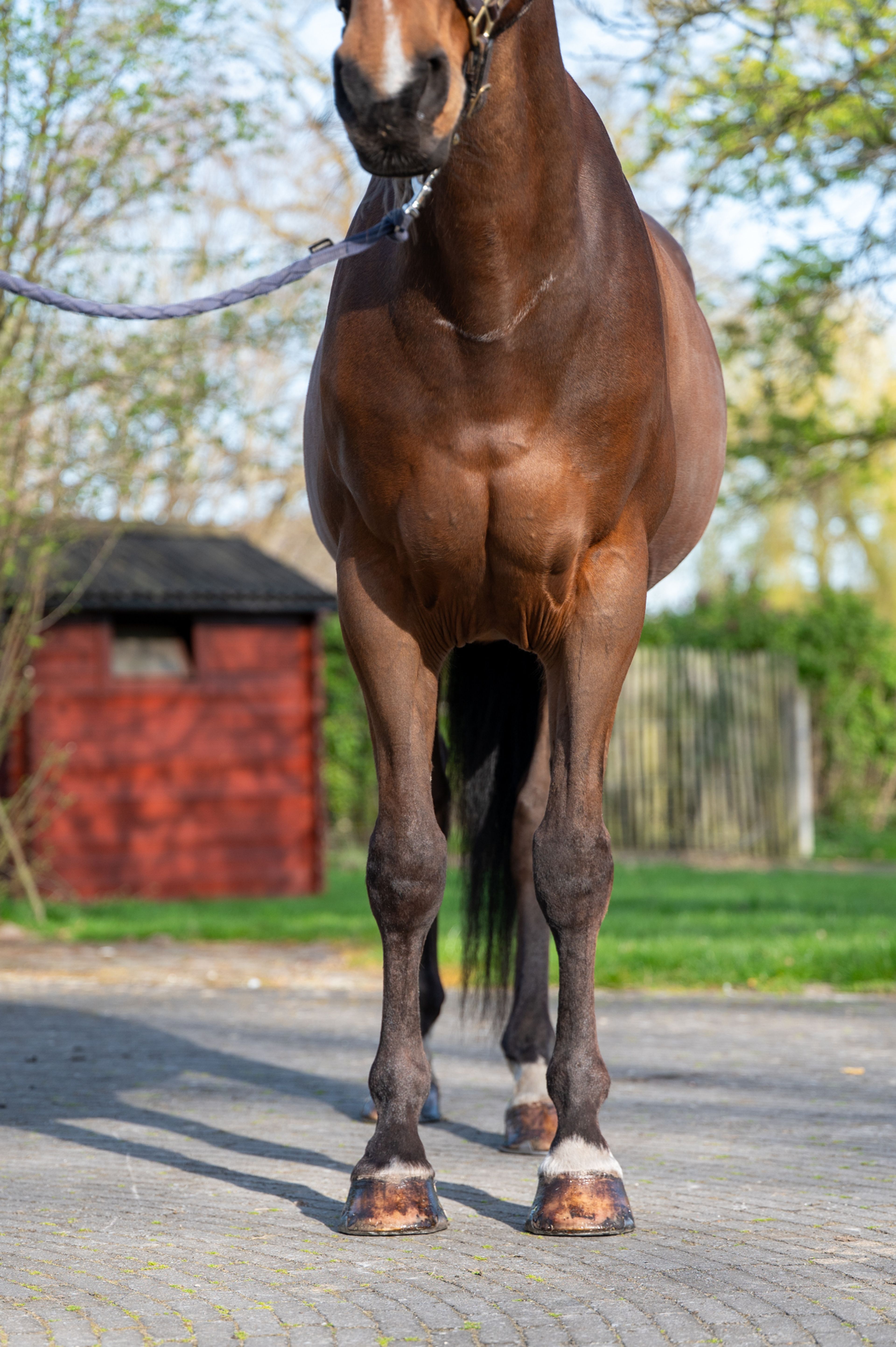 Locano vd Merelhoeve (COPITOL C x BALTHAZAR VD ROSHOEVE) - Image 6