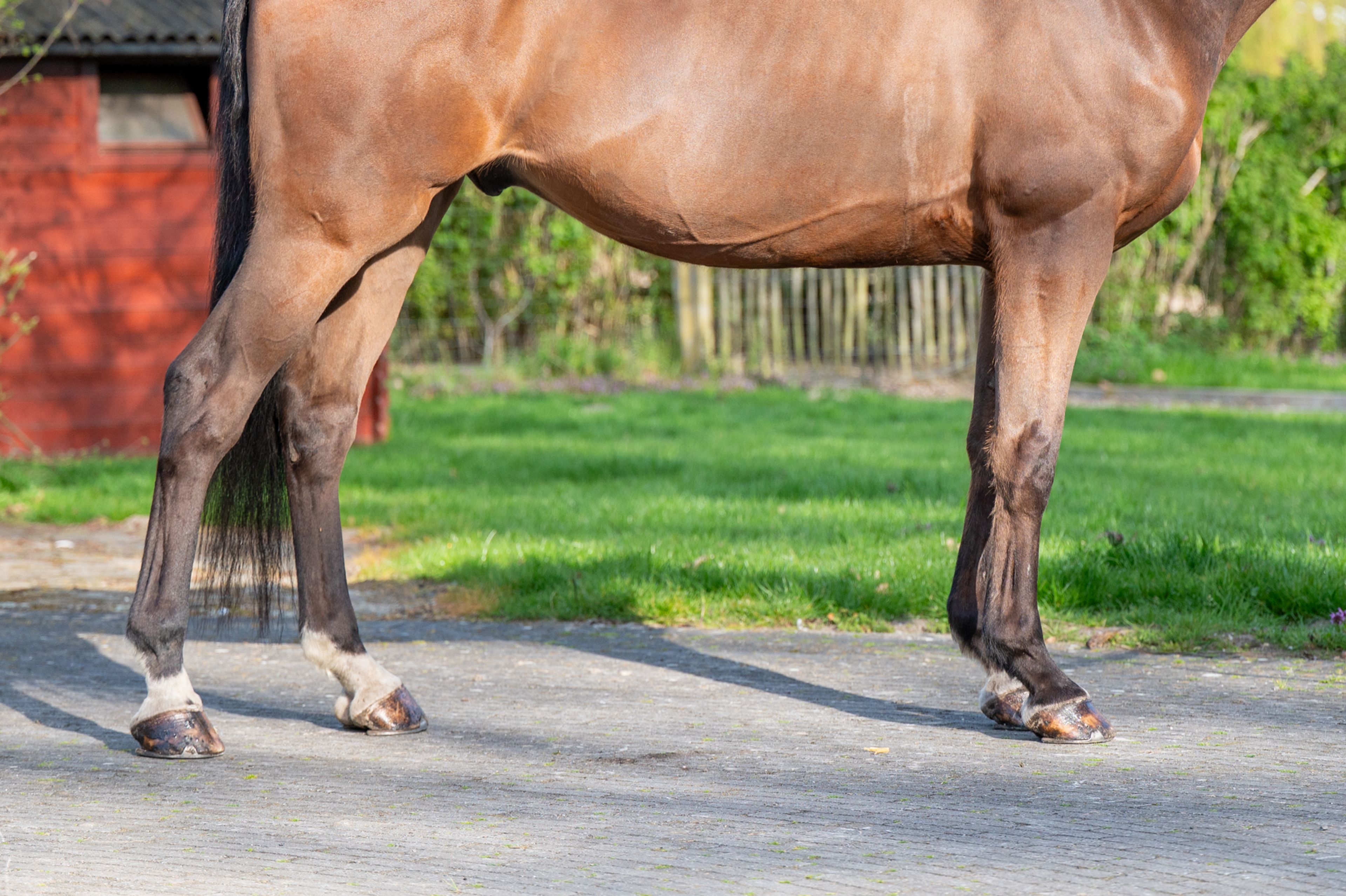 Locano vd Merelhoeve (COPITOL C x BALTHAZAR VD ROSHOEVE) - Image 7