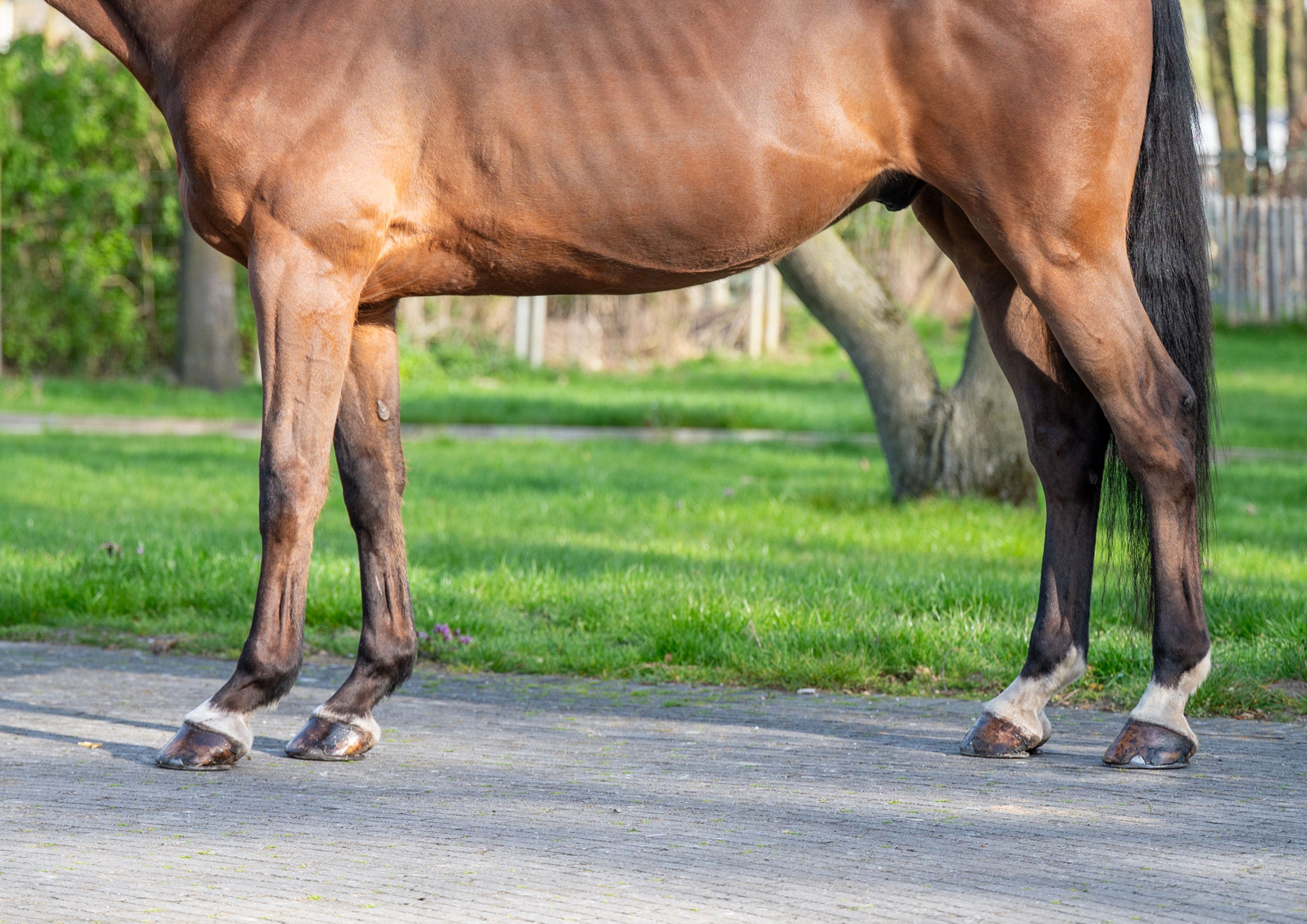 Locano vd Merelhoeve (COPITOL C x BALTHAZAR VD ROSHOEVE) - Image 8
