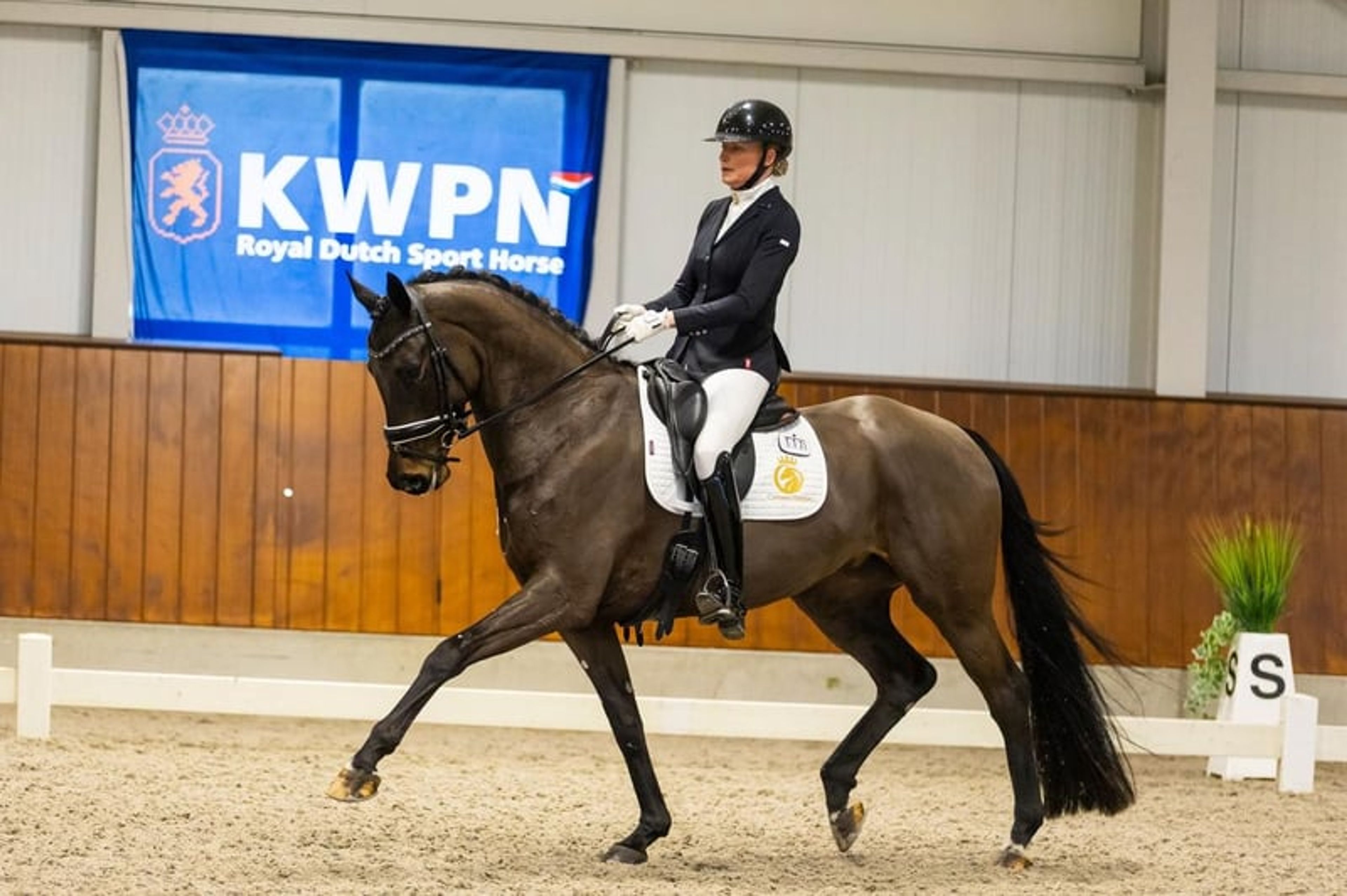 Cayenne Stables – Dressage Horses with Care and Quality
