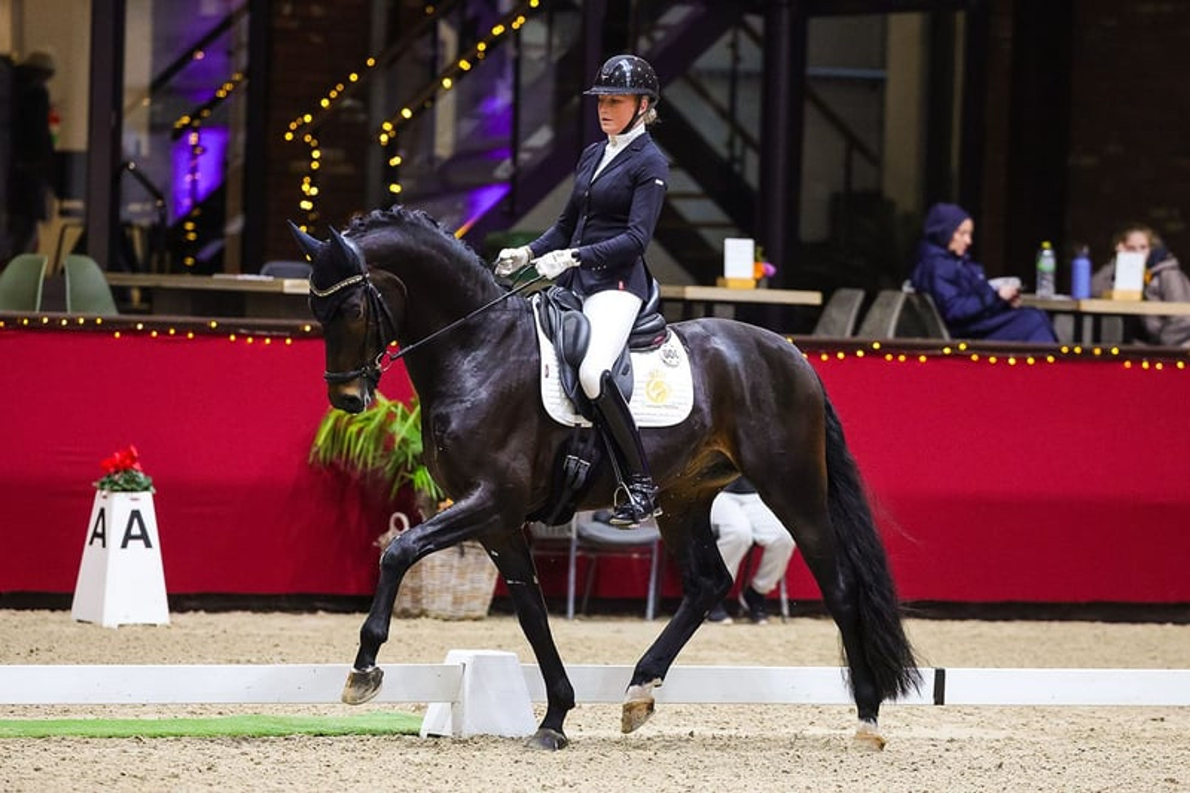 Cayenne Stables – Dressage Horses with Care and Quality - Image 4