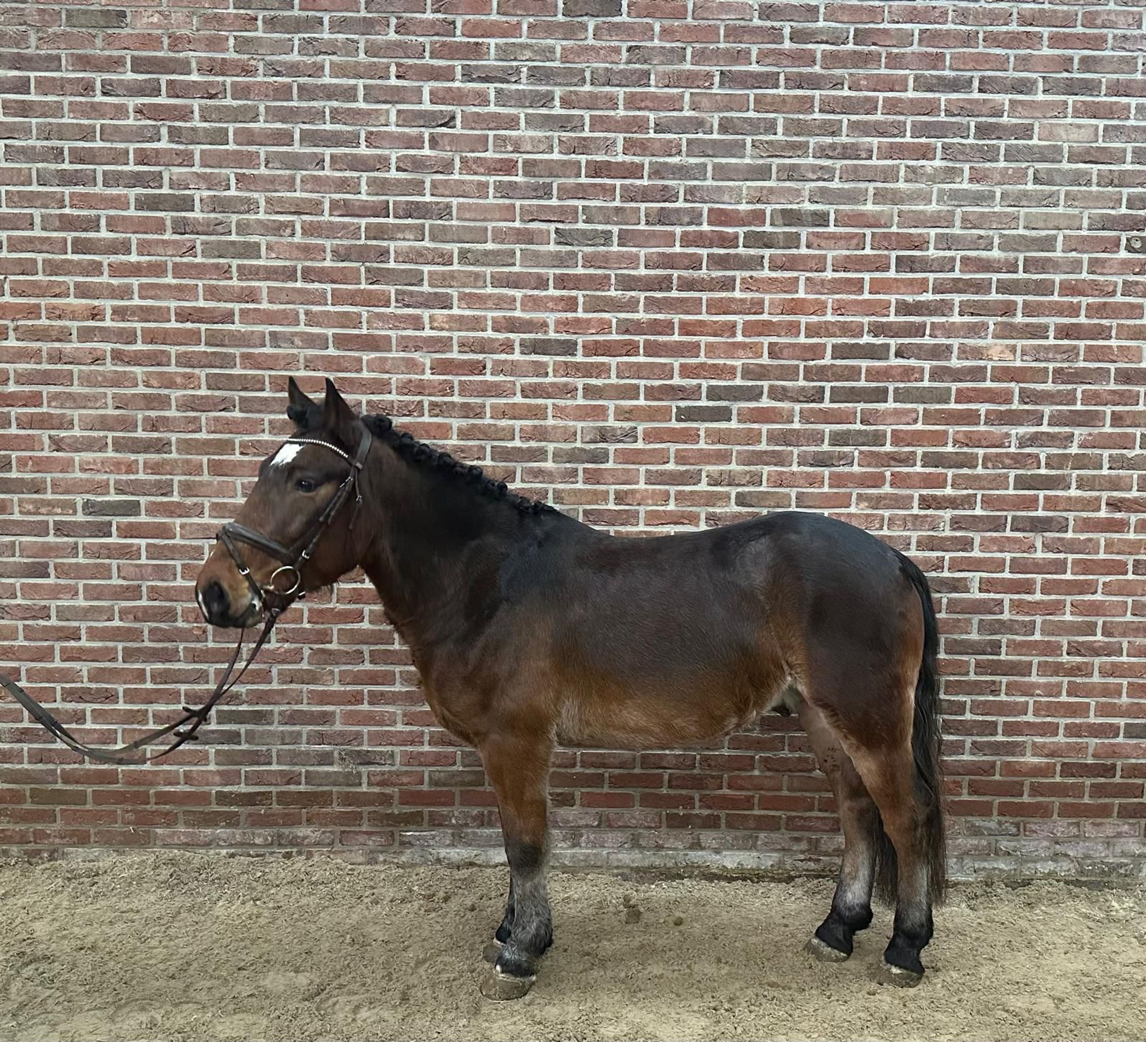 Bolero ☆ (UNKNOWN x UNKNOWN) - Image 1