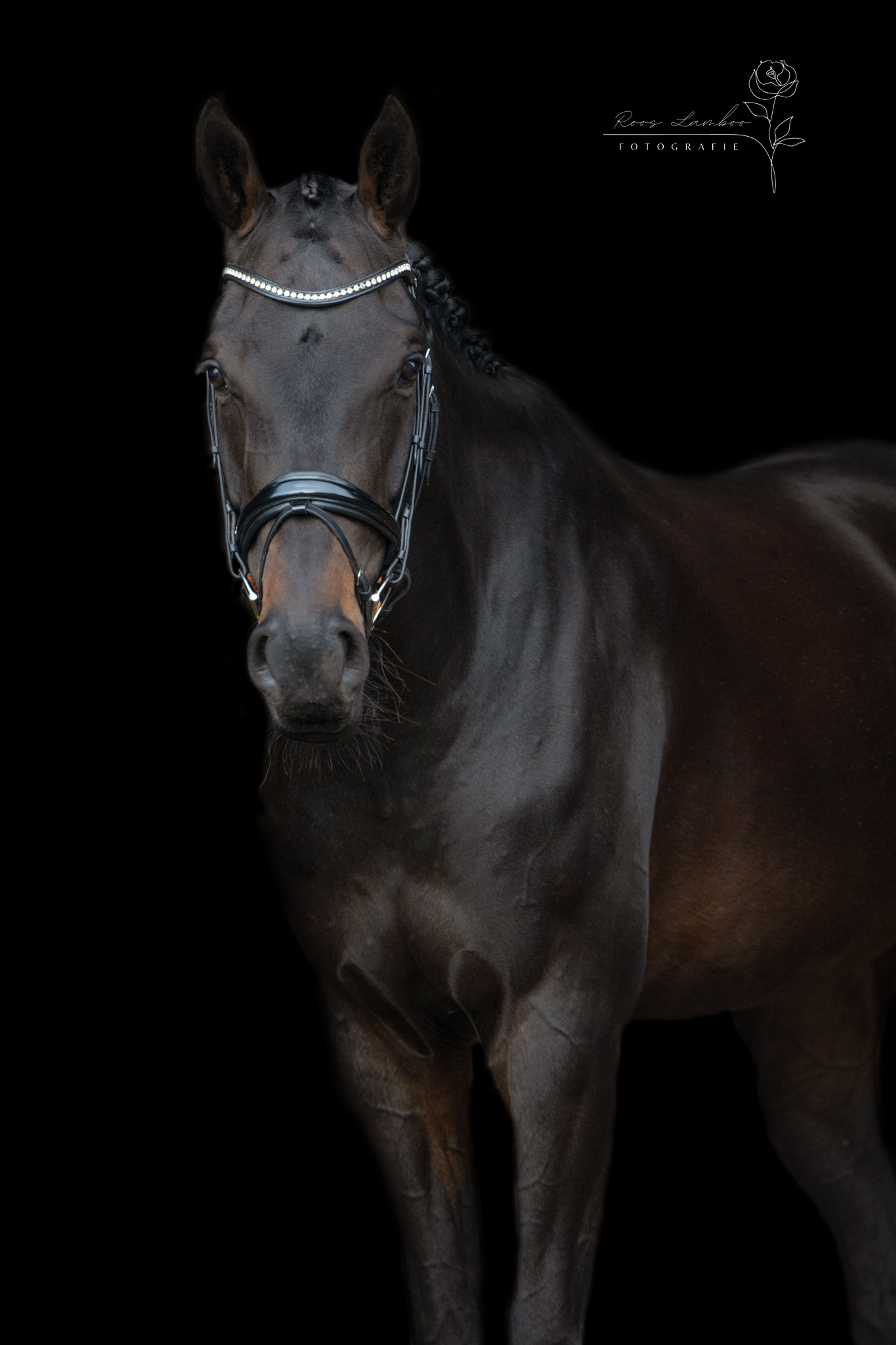 Reina Maica - Image 1