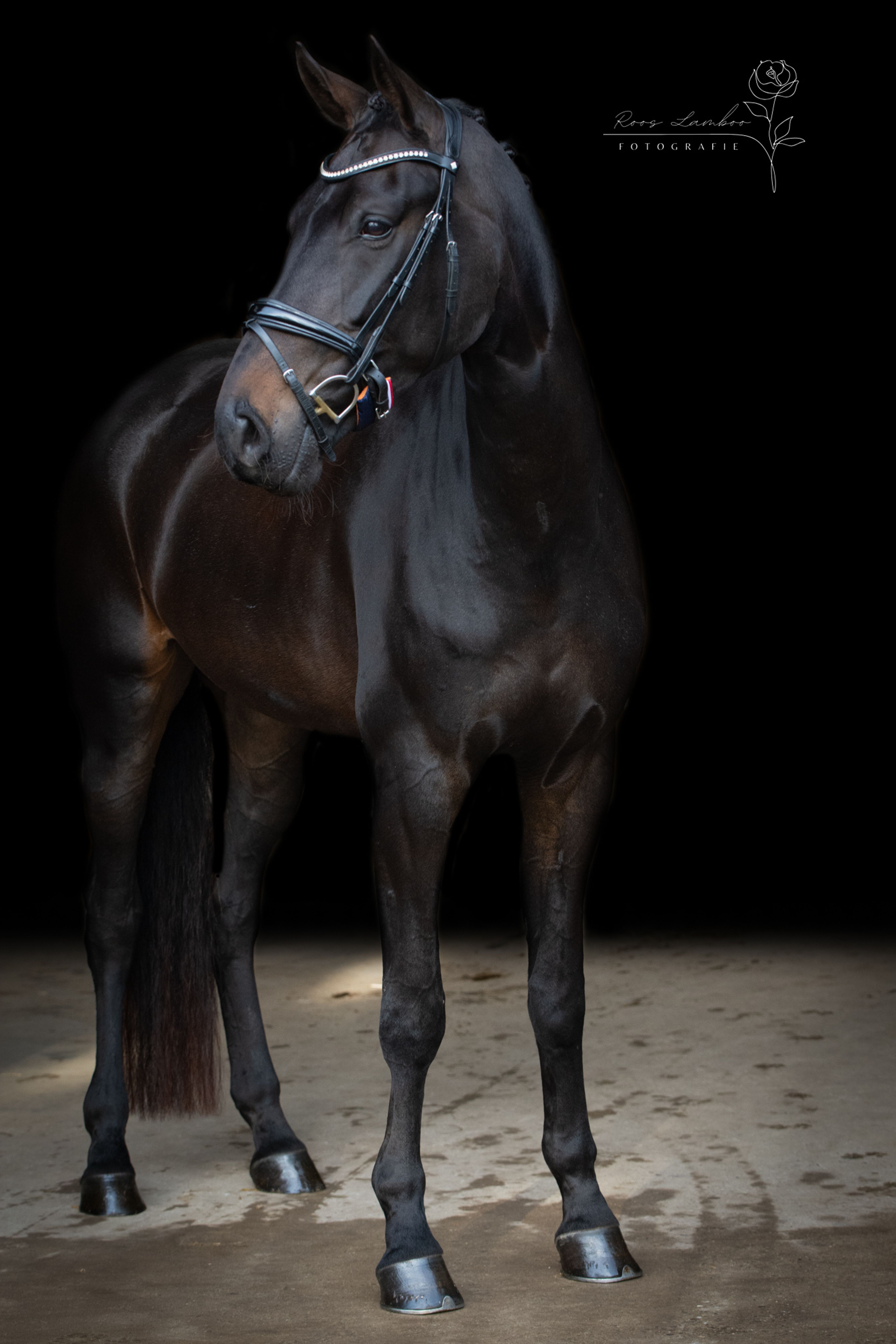 Reina Maica - Image 3