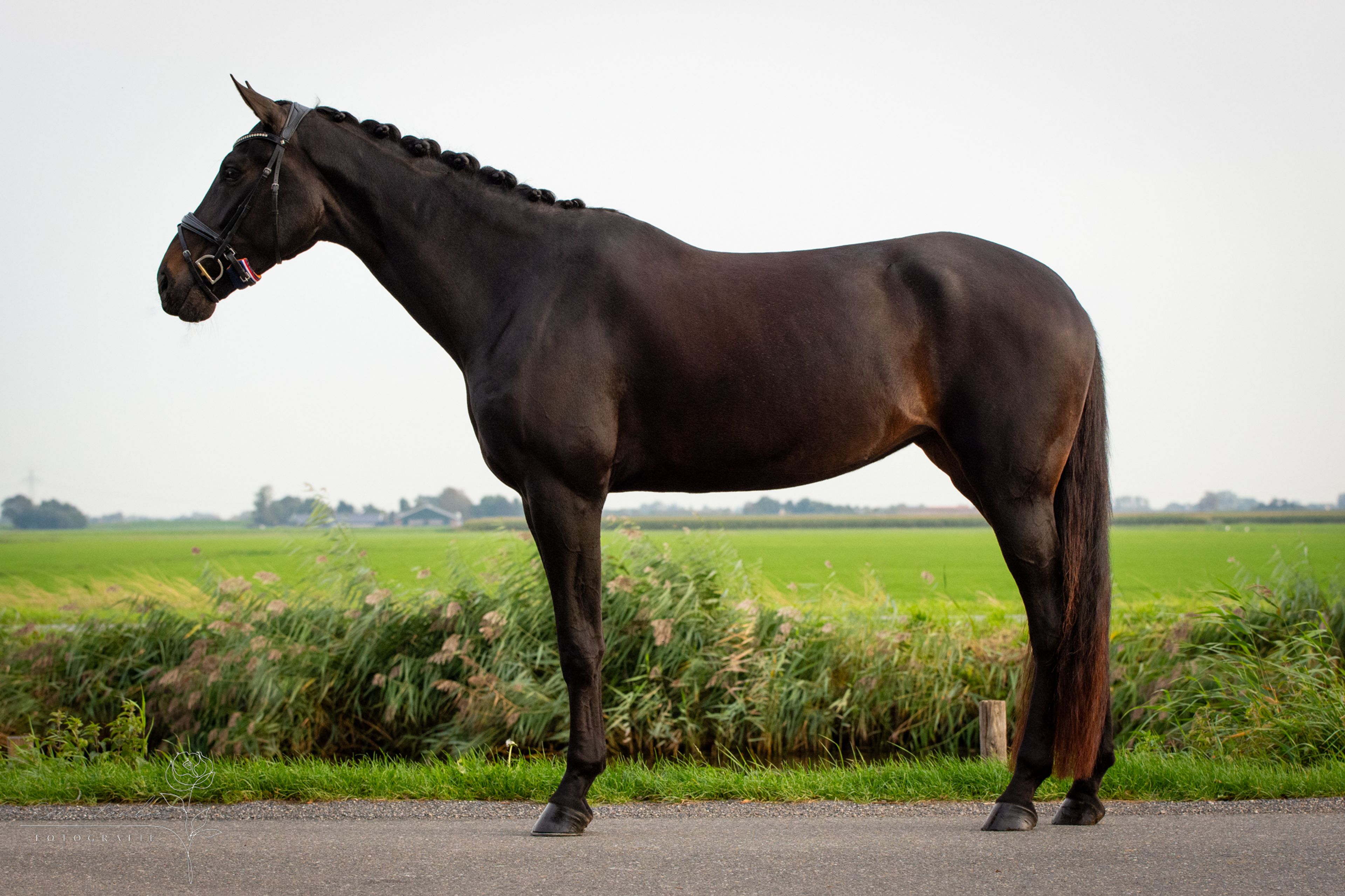 Reina Maica - Image 4