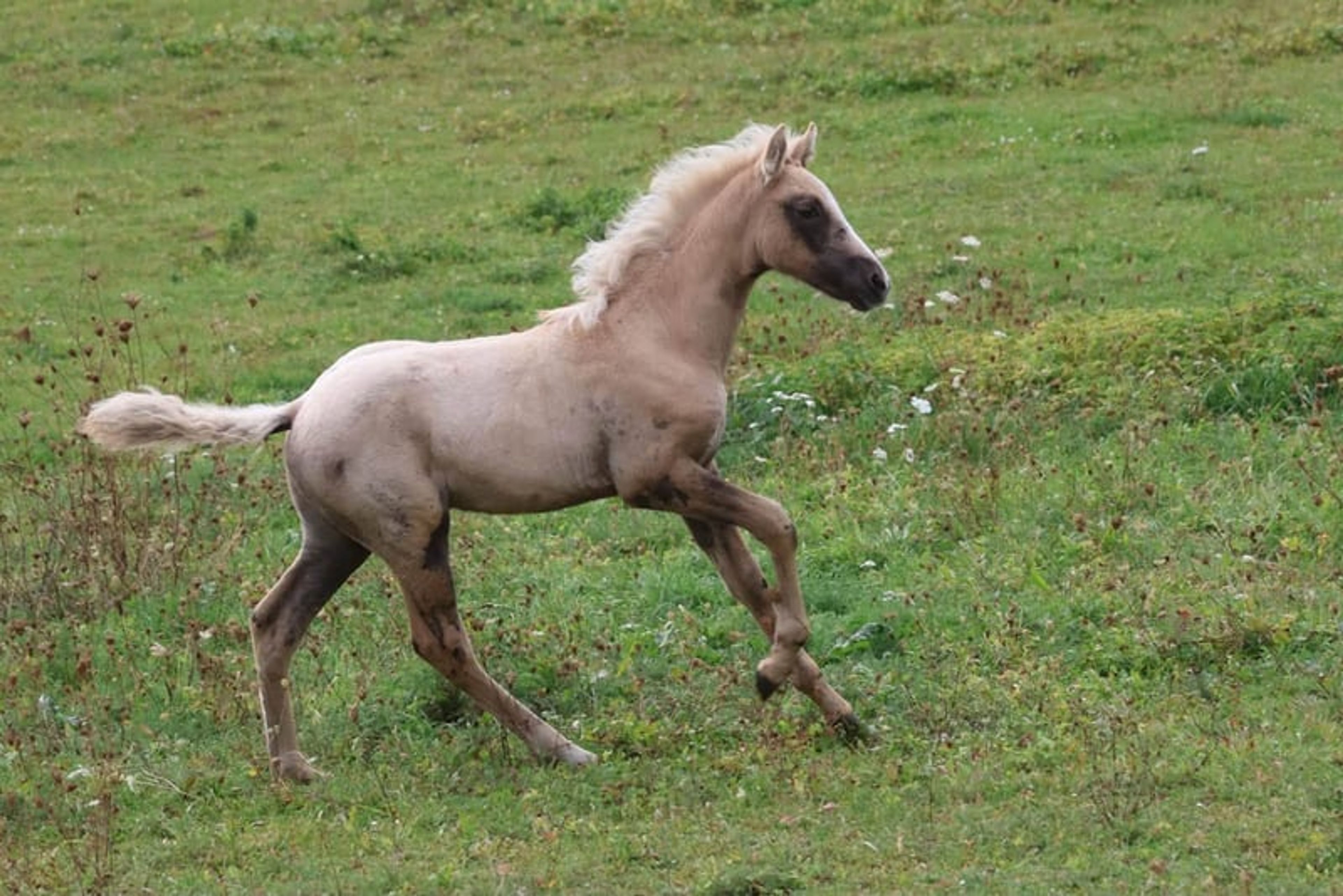 Beautiful colt with three good basic gaits and a dream temperament.