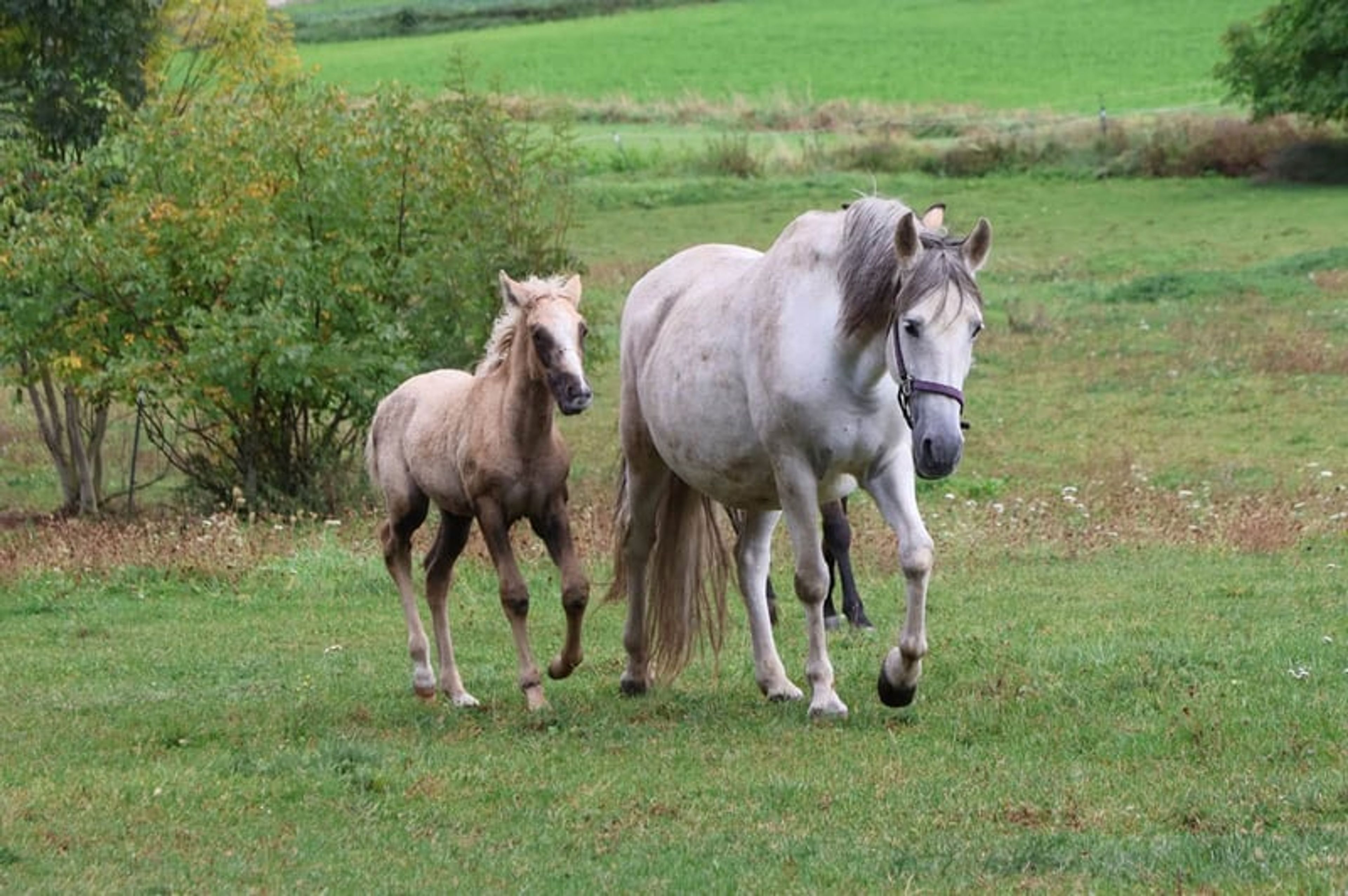 Beautiful colt with three good basic gaits and a dream temperament. - Image 2