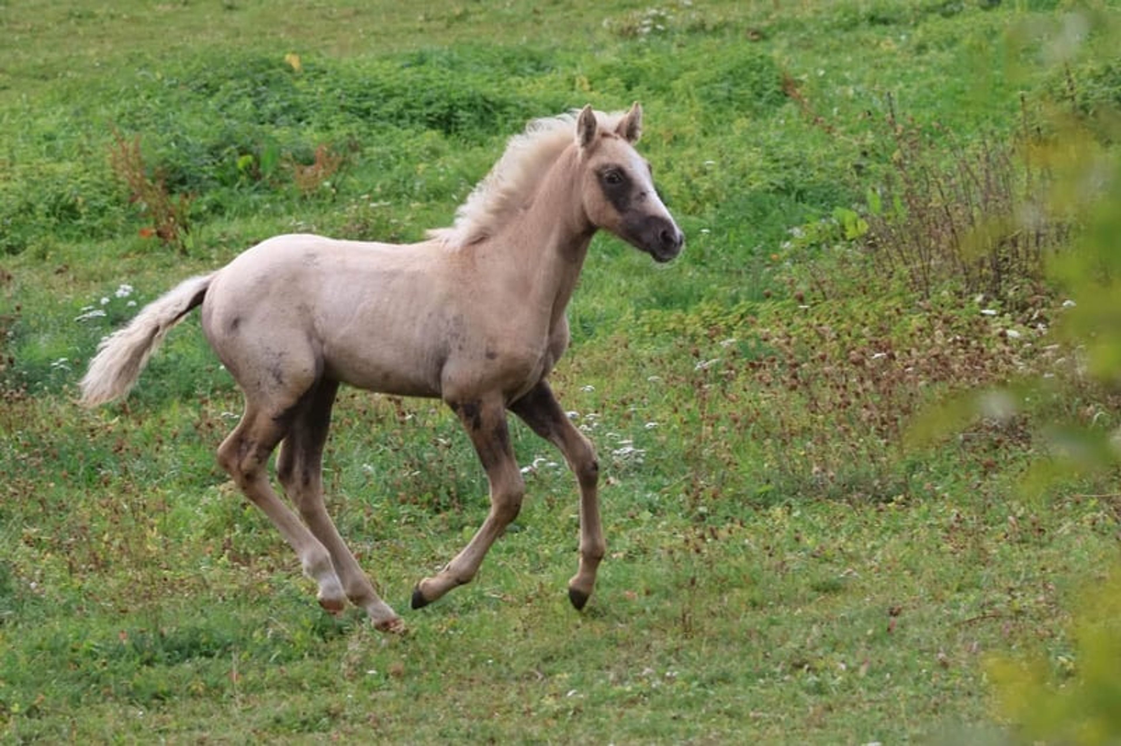 Beautiful colt with three good basic gaits and a dream temperament. - Image 3
