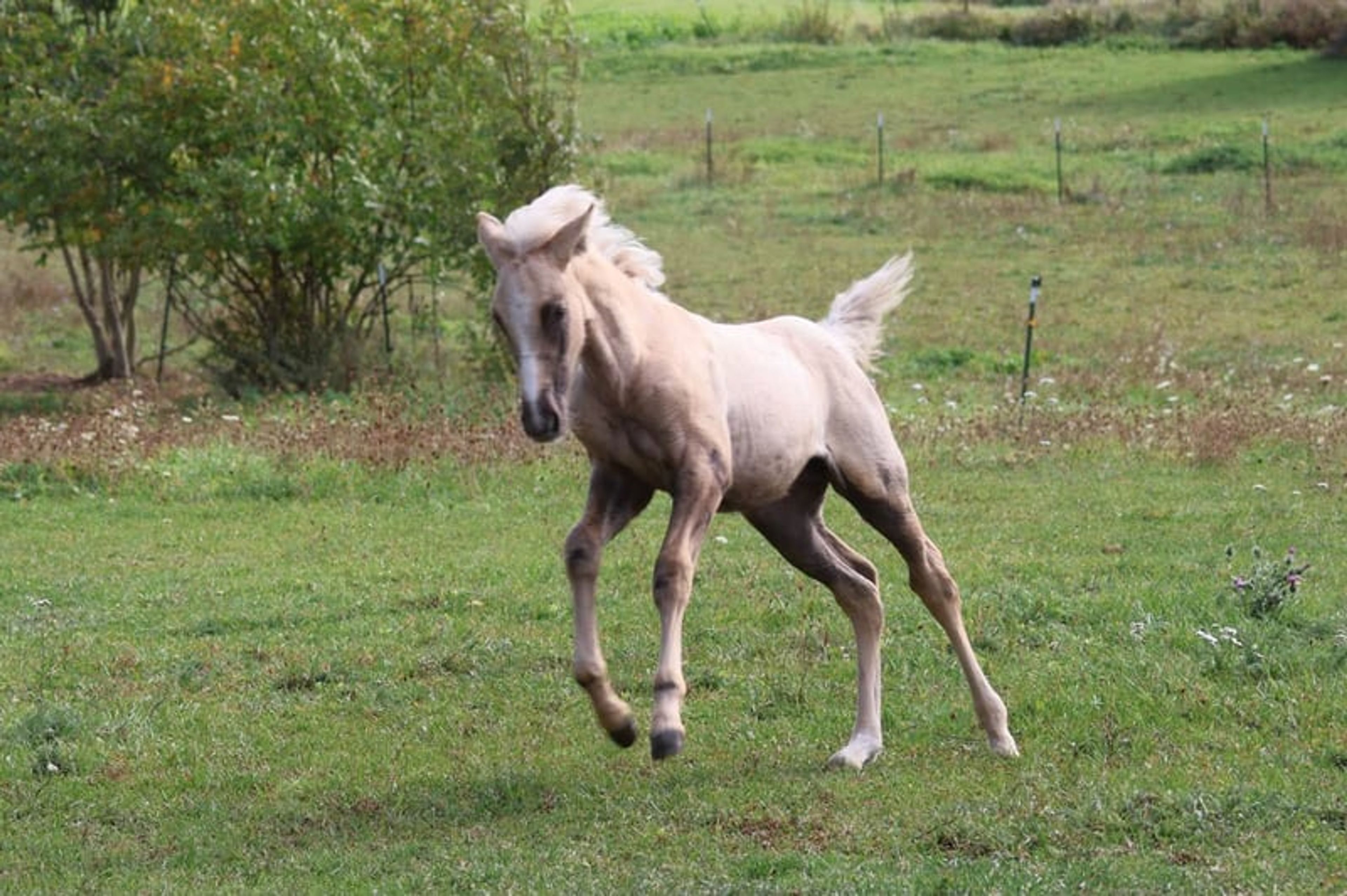 Beautiful colt with three good basic gaits and a dream temperament. - Image 4