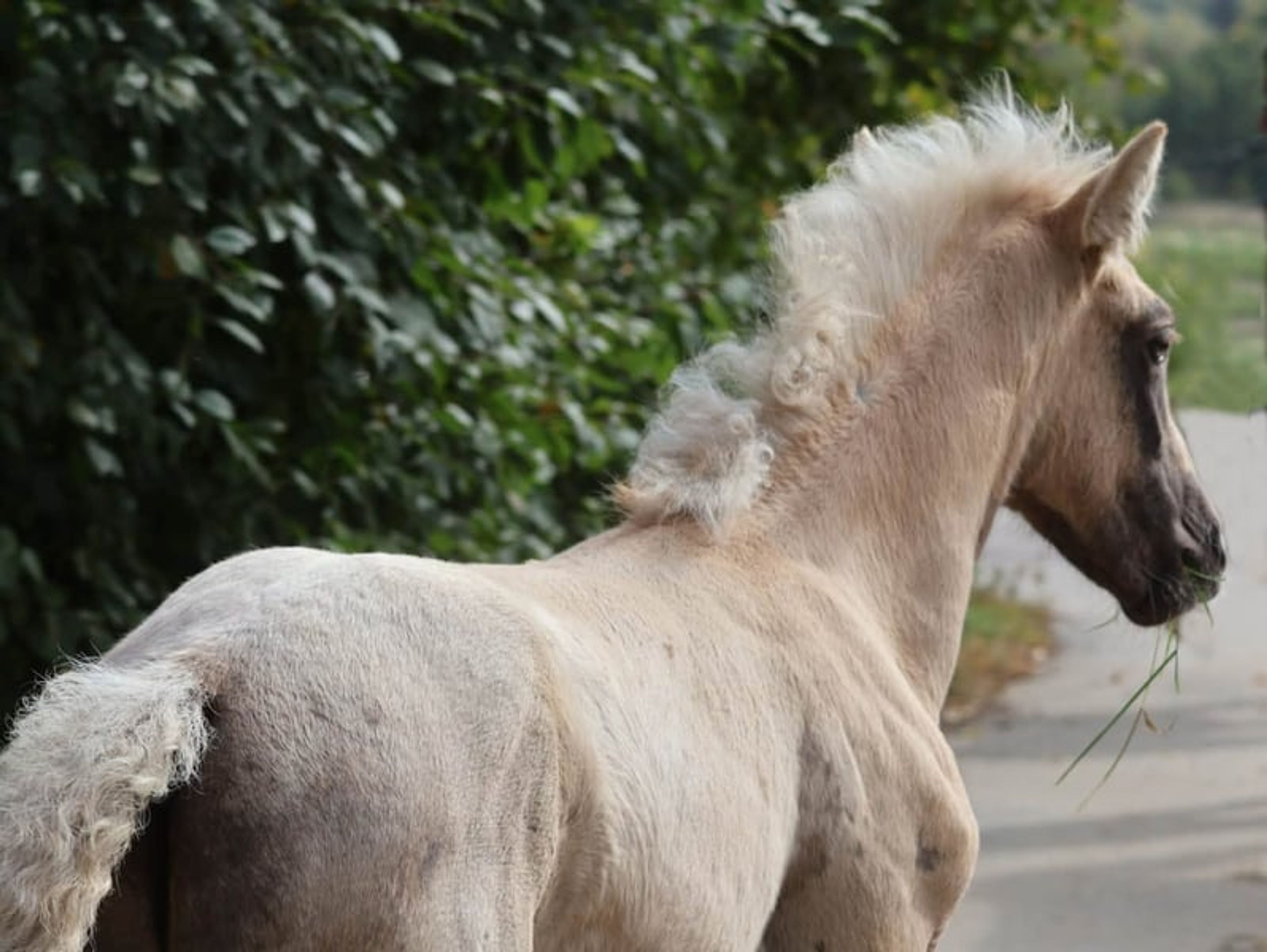Beautiful colt with three good basic gaits and a dream temperament. - Image 5