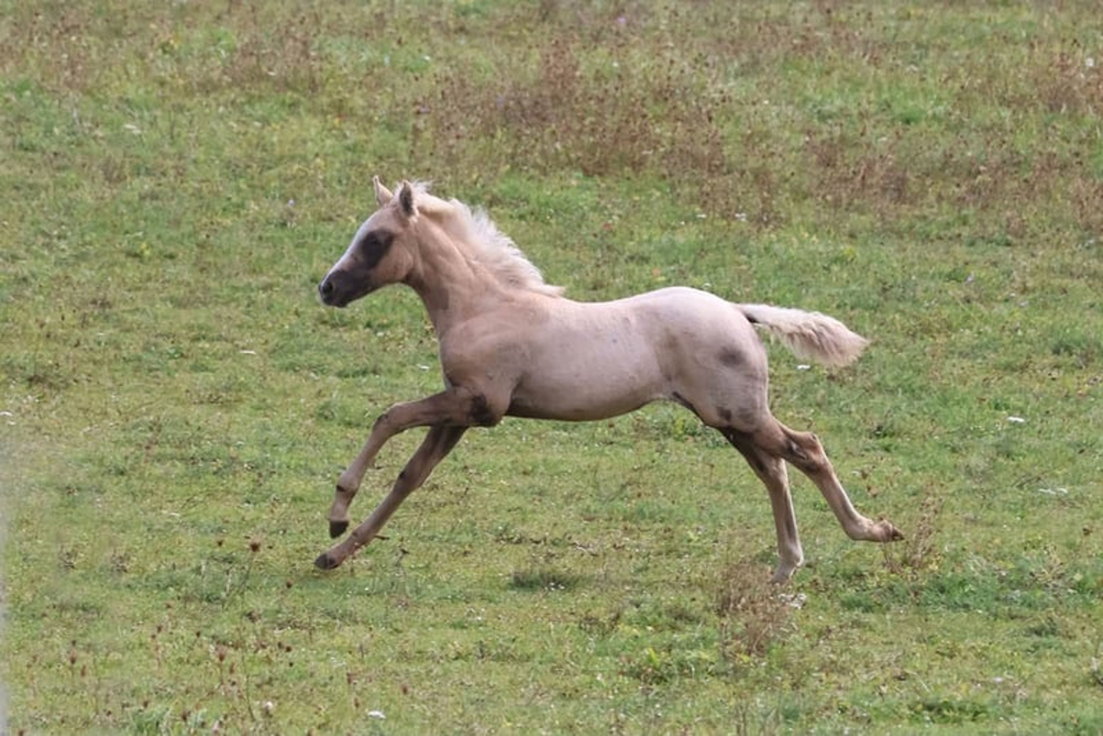 Beautiful colt with three good basic gaits and a dream temperament. - Image 6