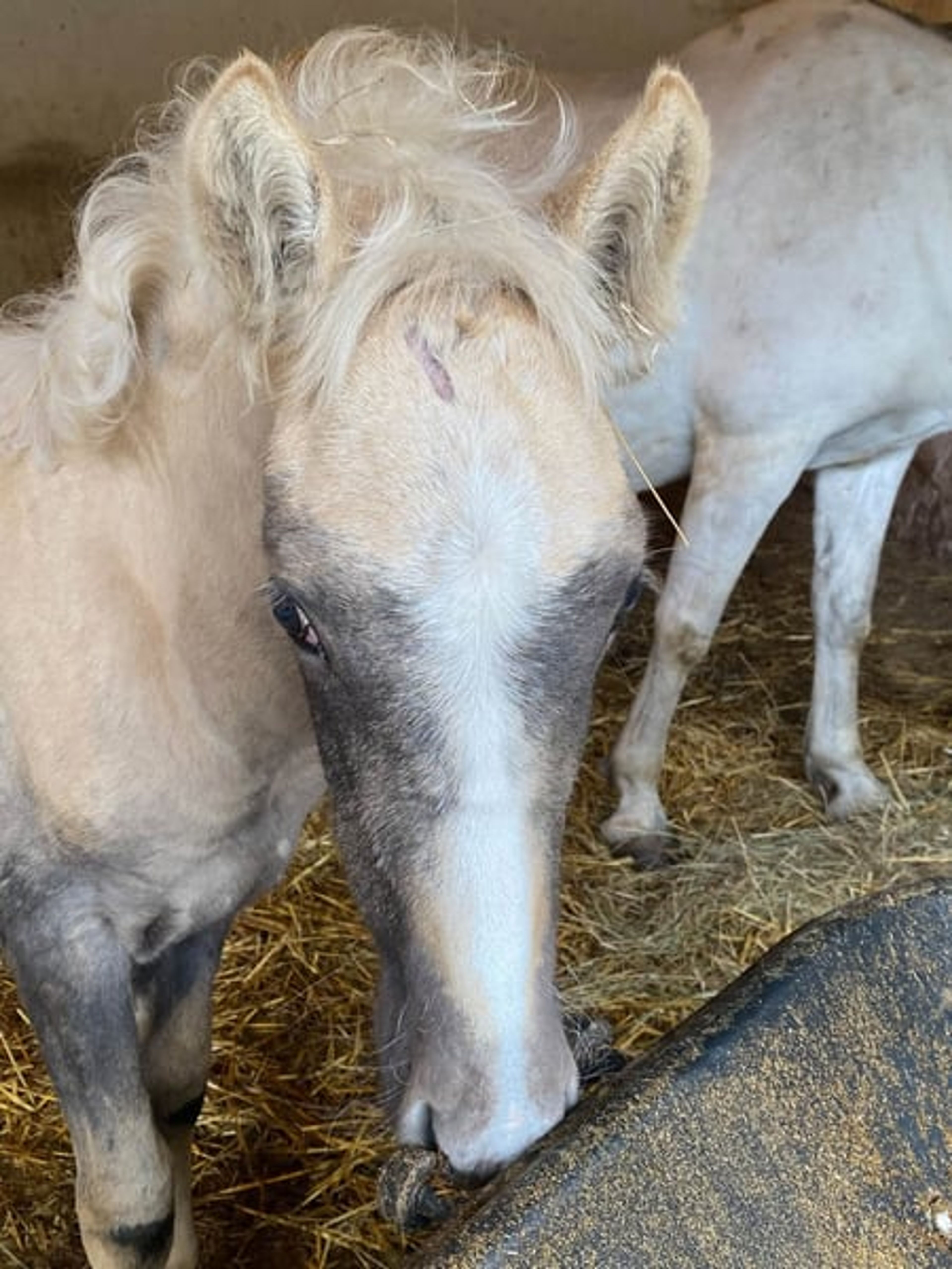 Beautiful colt with three good basic gaits and a dream temperament. - Image 7