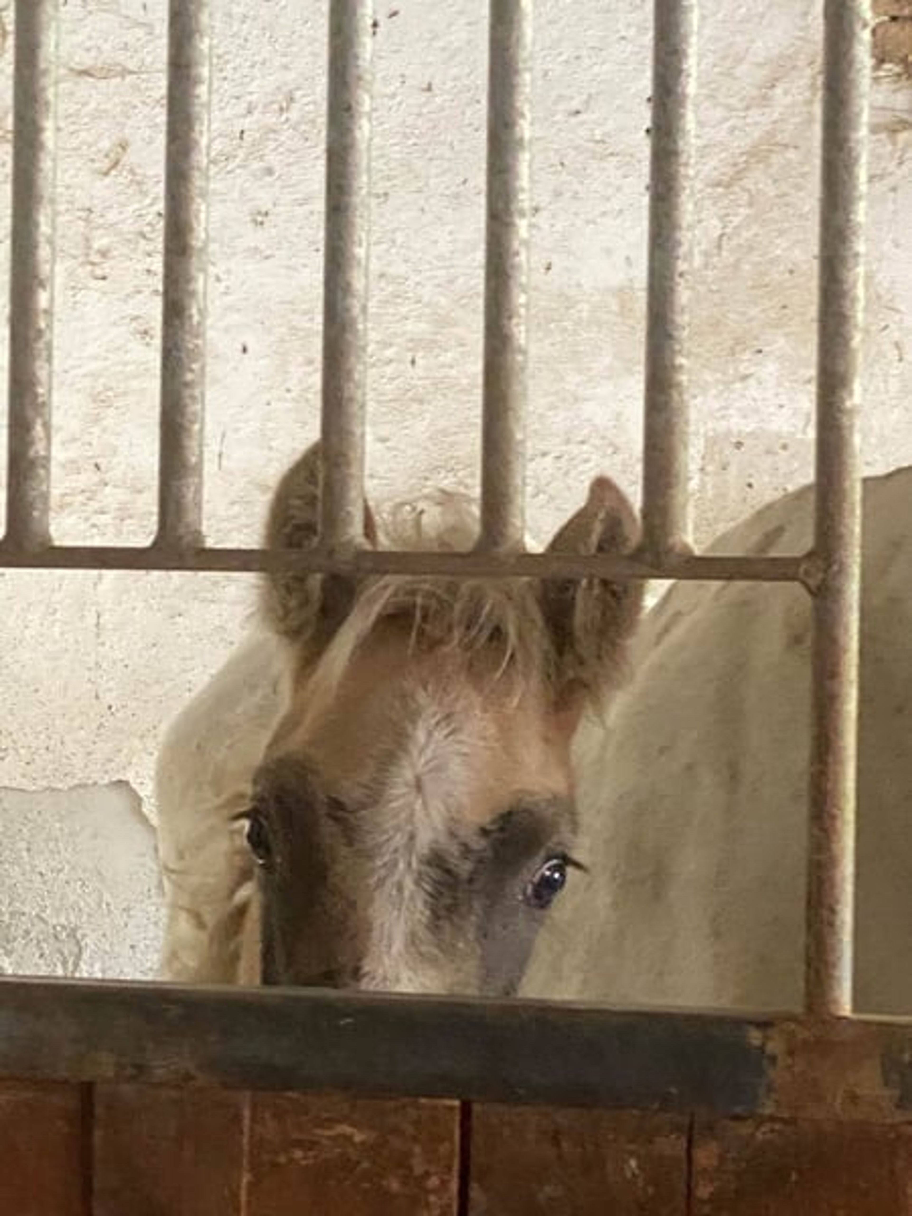 Beautiful colt with three good basic gaits and a dream temperament. - Image 8