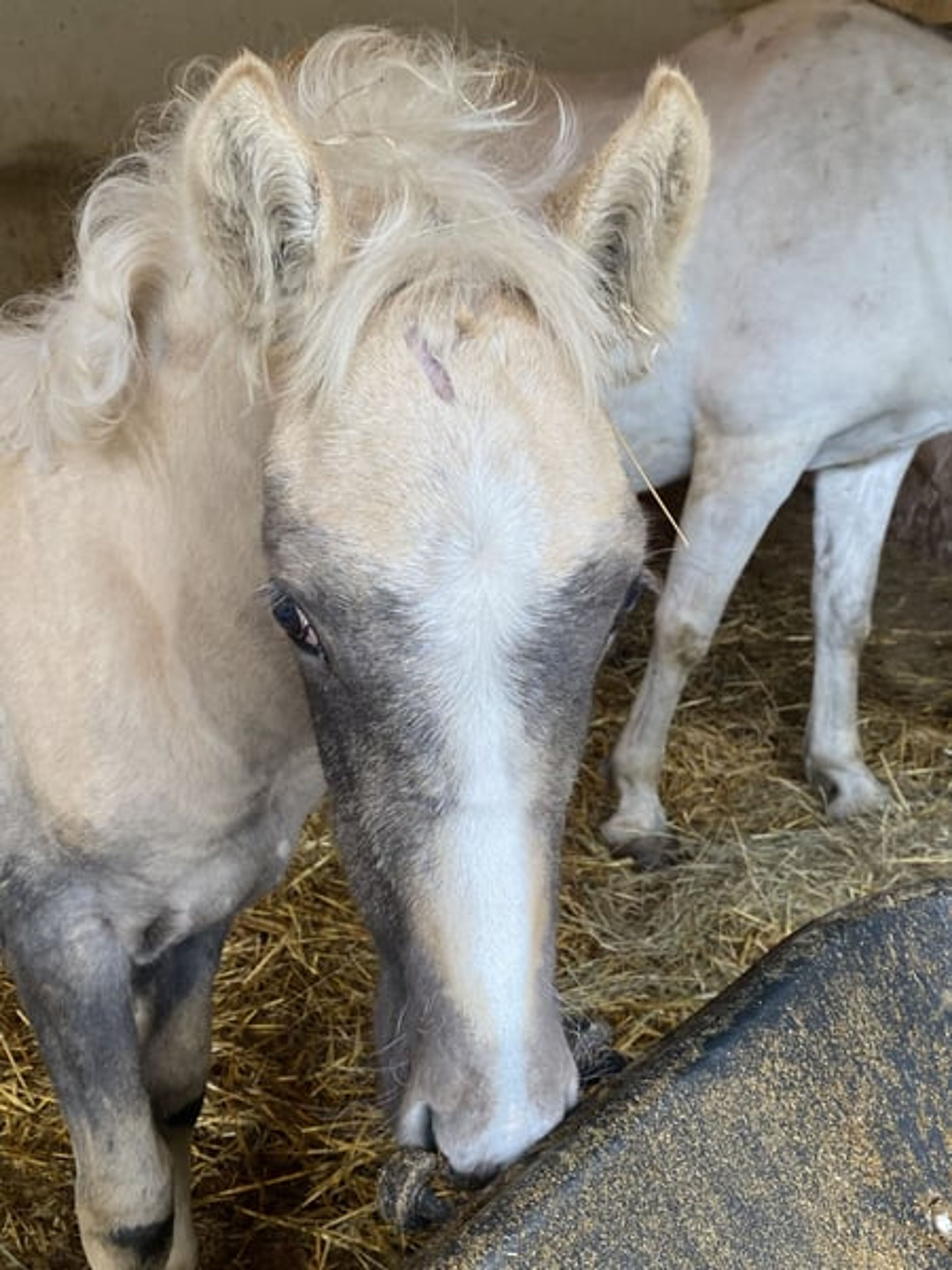 Beautiful colt with three good basic gaits and a dream temperament. - Image 9