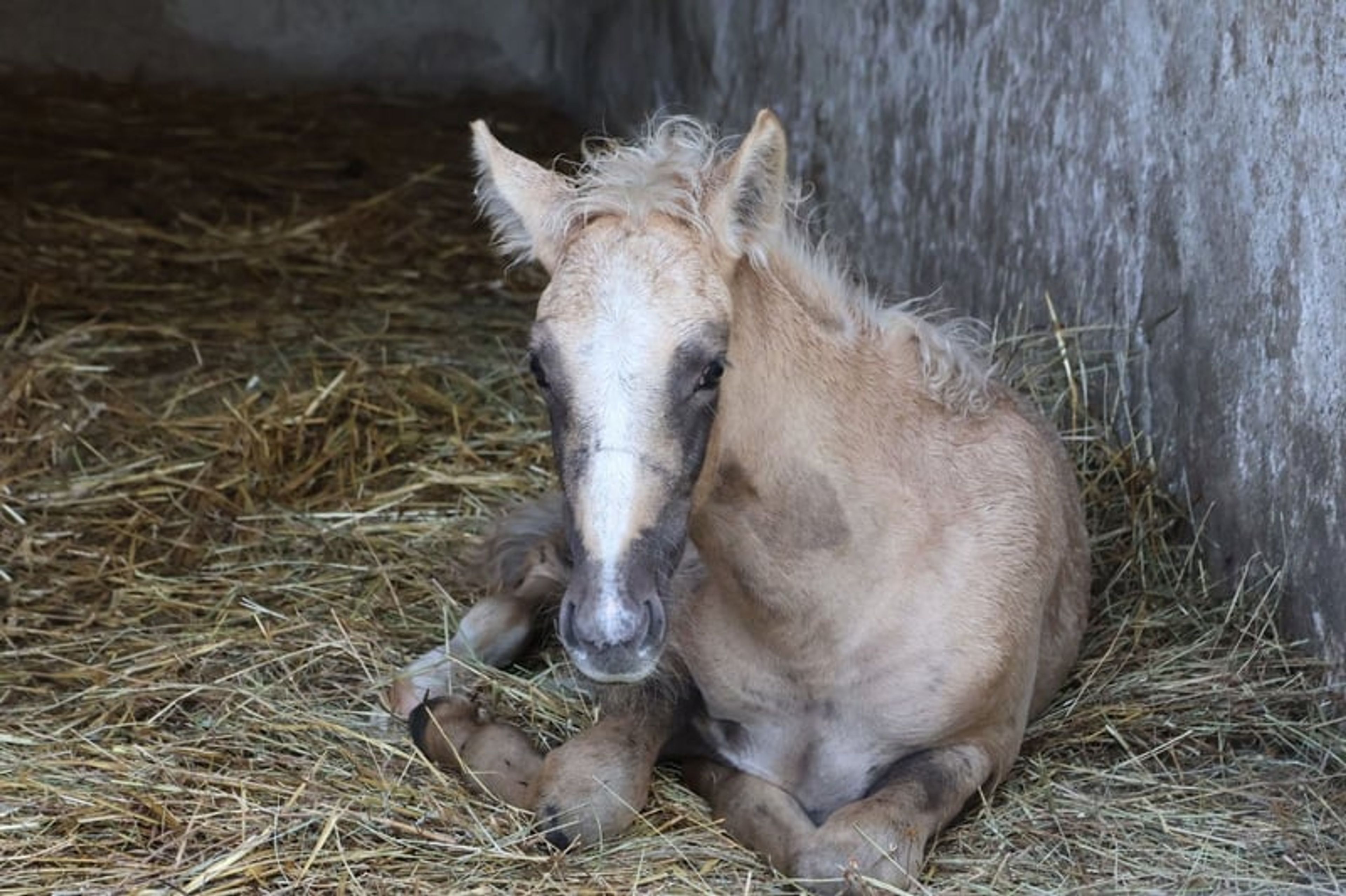 Beautiful colt with three good basic gaits and a dream temperament. - Image 10