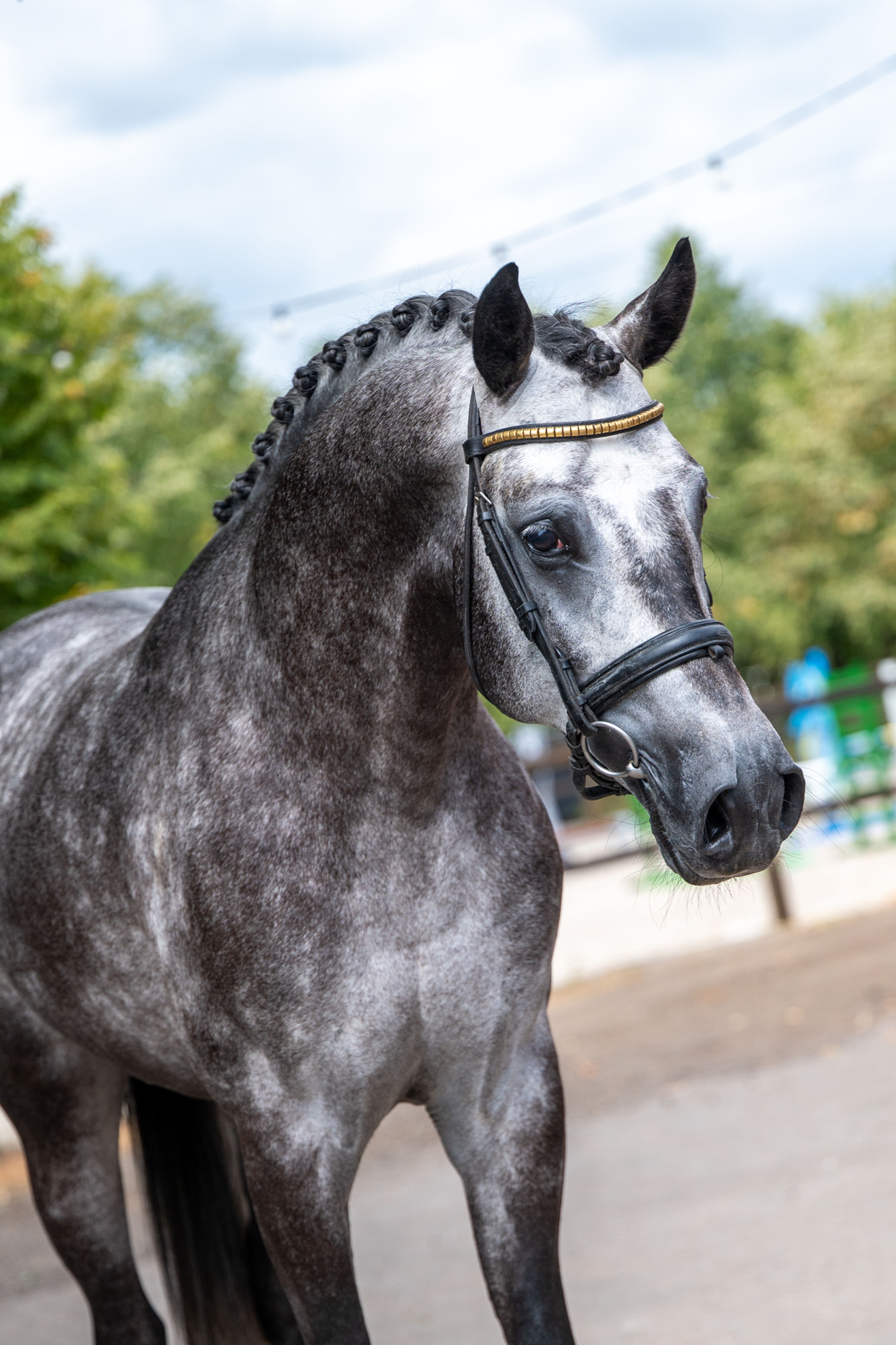 Black Devil (LION HEART Z x ESCAMILLO) - Image 2