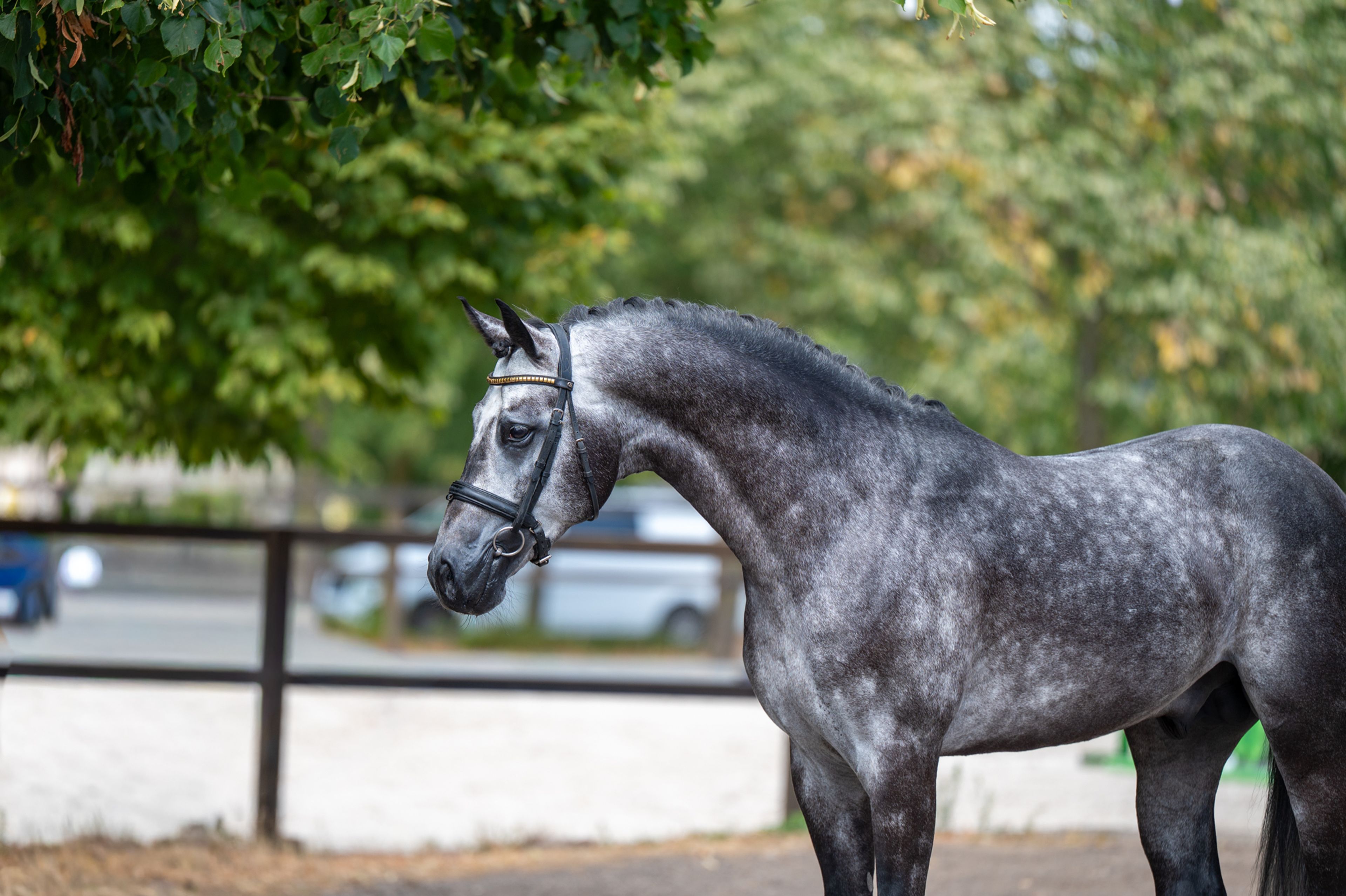 Black Devil (LION HEART Z x ESCAMILLO) - Image 3