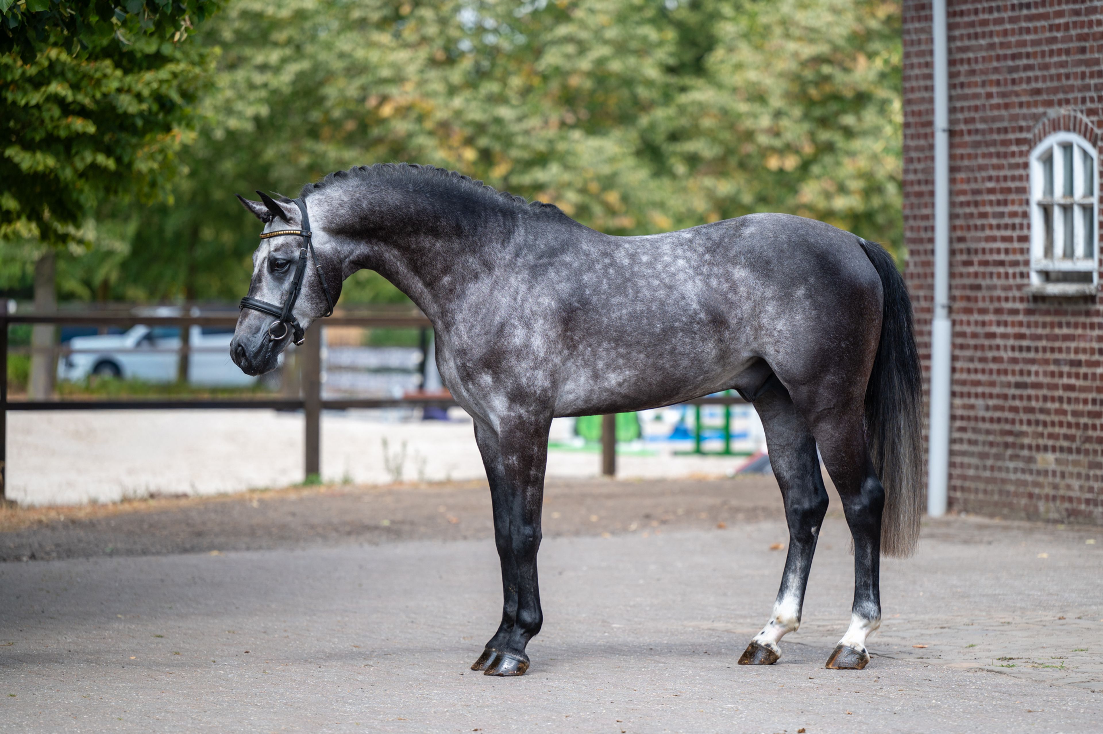 Black Devil (LION HEART Z x ESCAMILLO) - Image 4