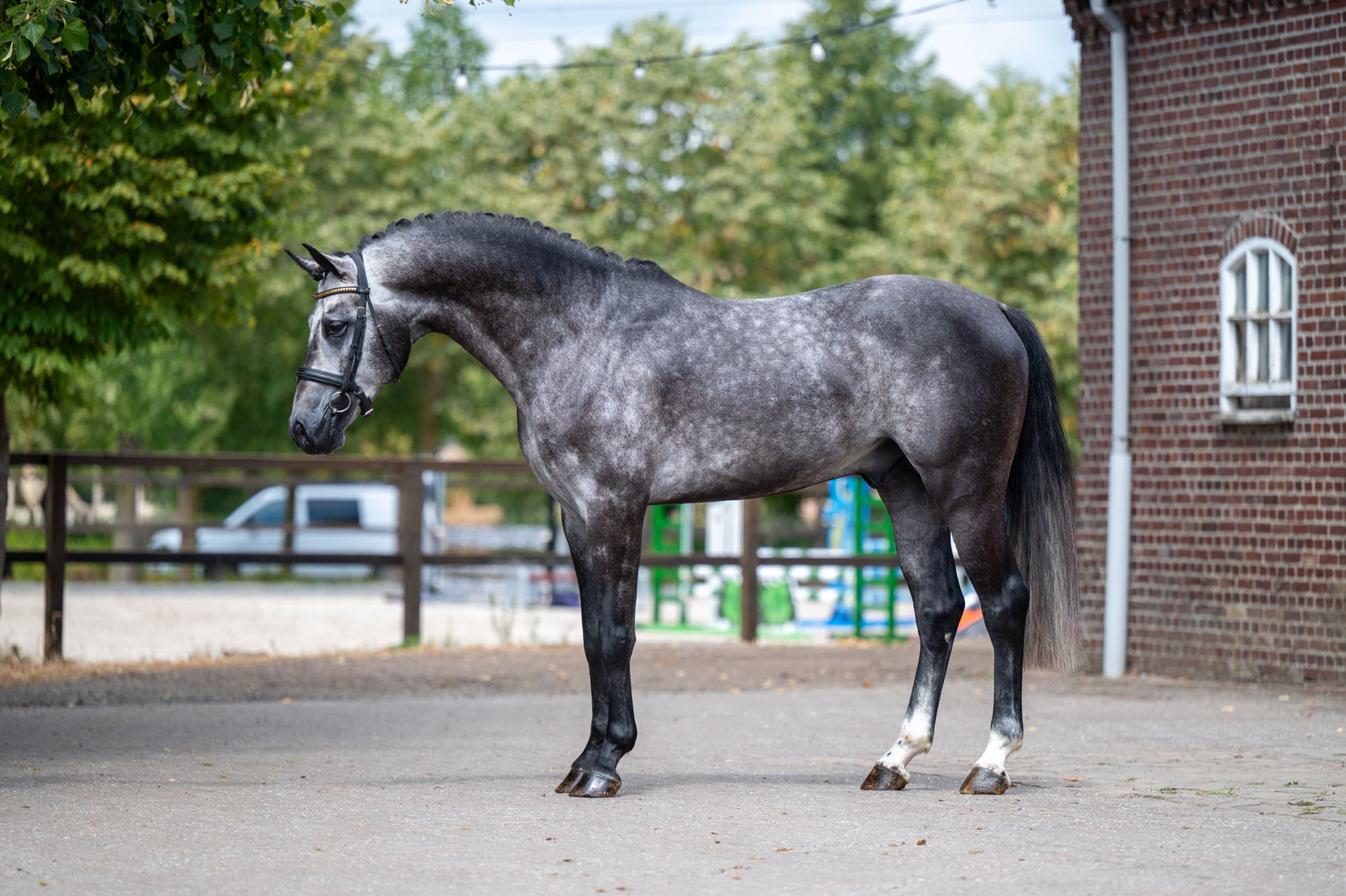 Black Devil (LION HEART Z x ESCAMILLO) - Image 5