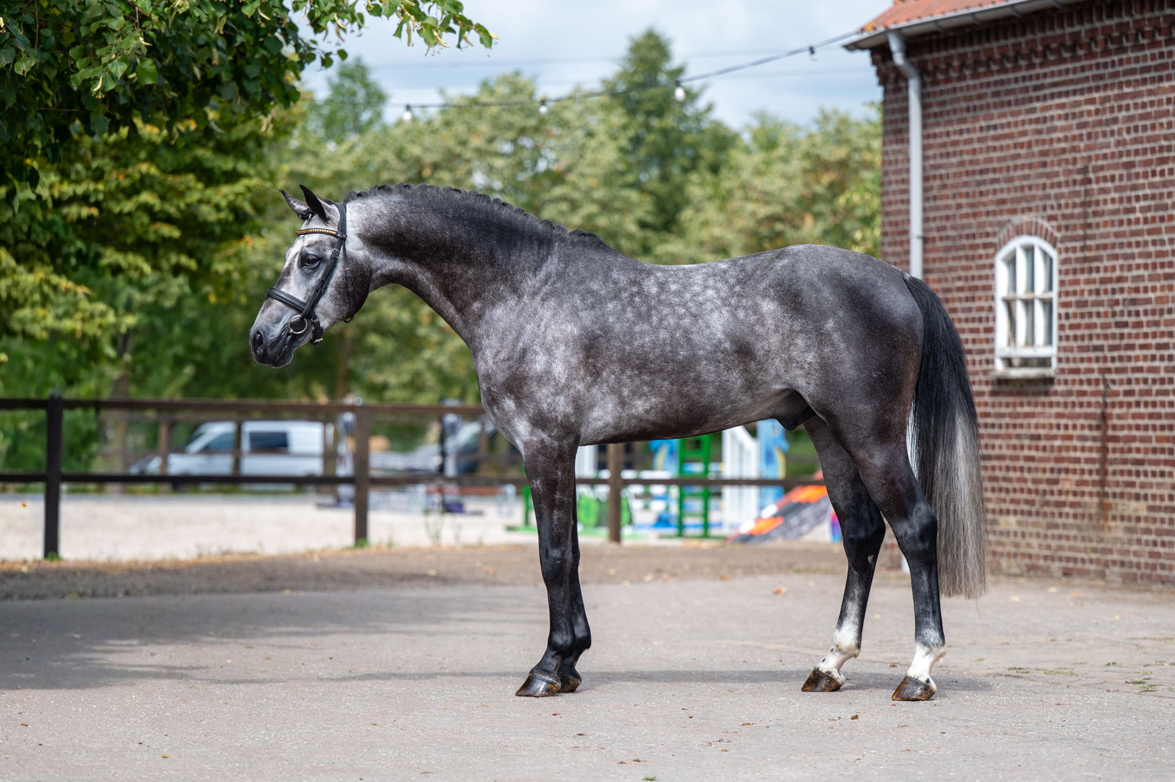 Black Devil (LION HEART Z x ESCAMILLO) - Image 6