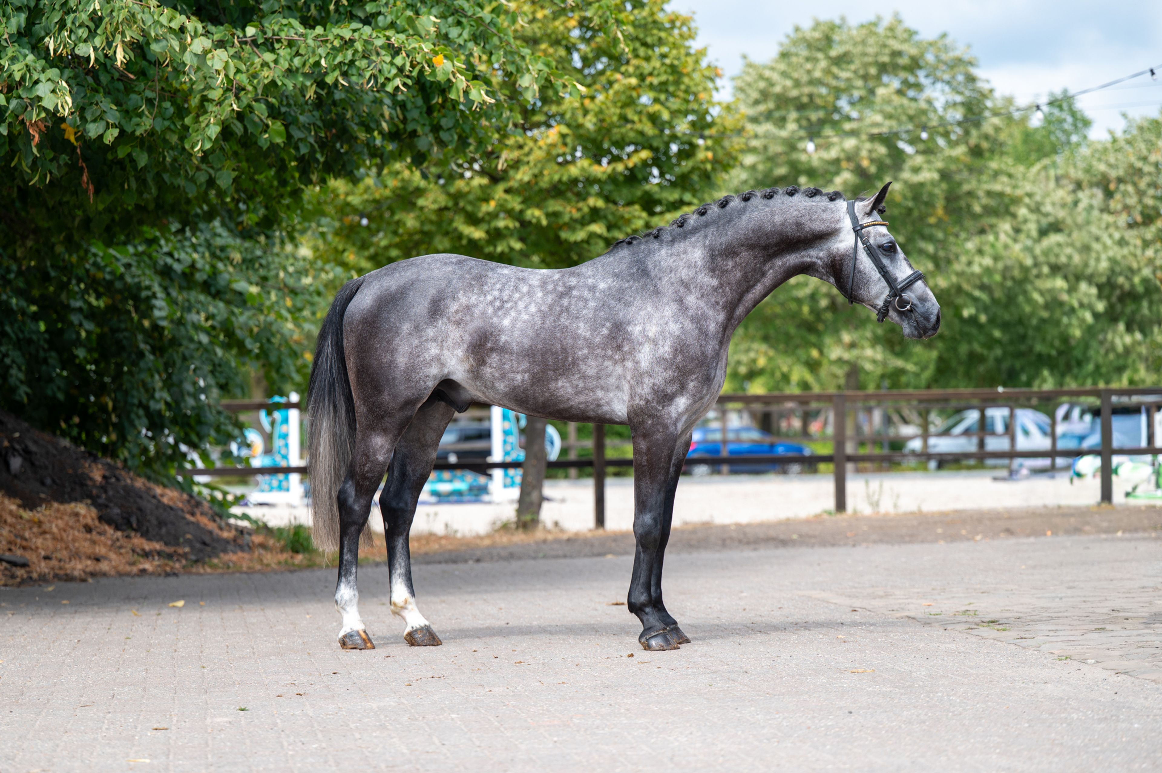 Black Devil (LION HEART Z x ESCAMILLO) - Image 7