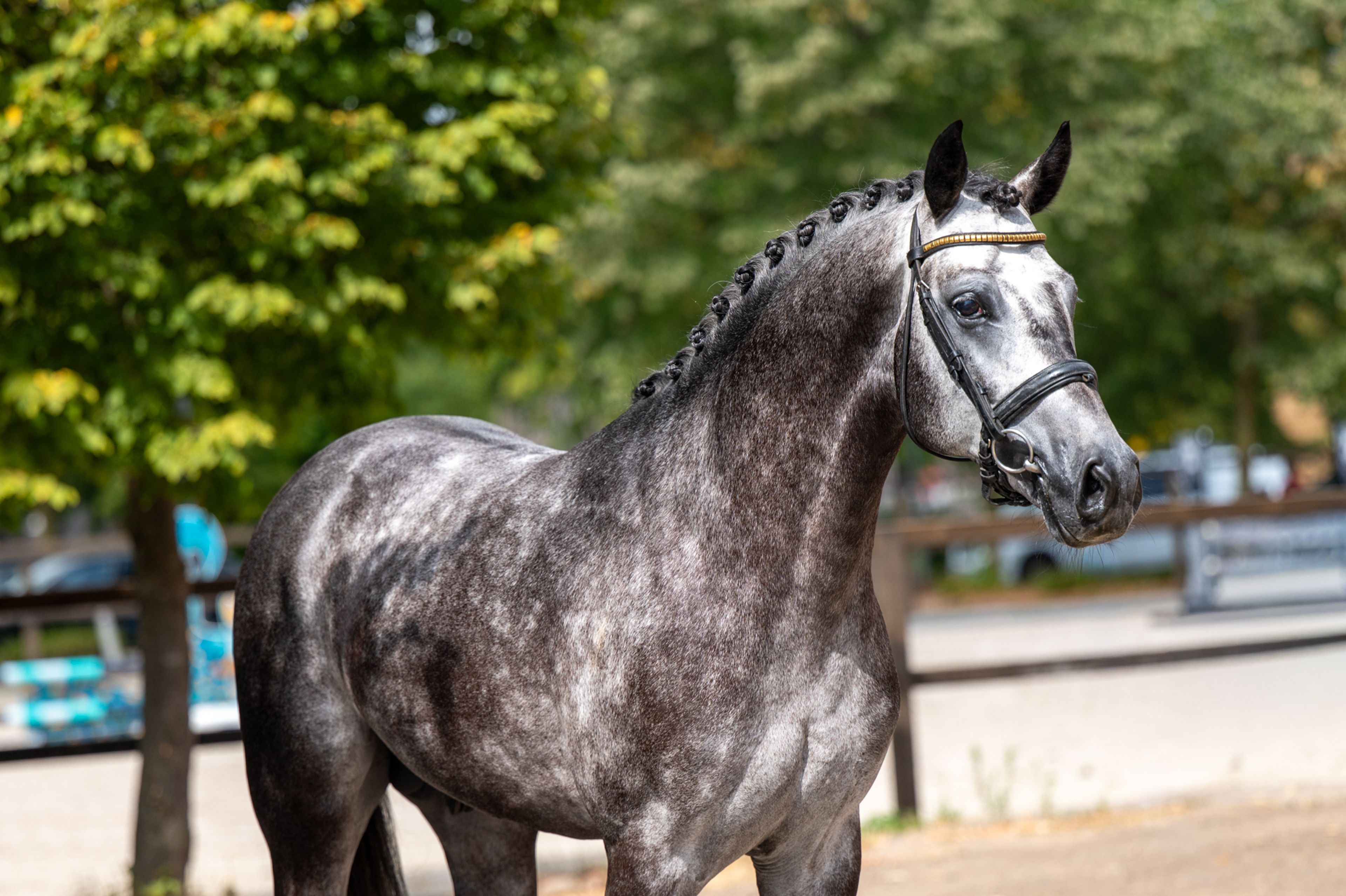 Black Devil (LION HEART Z x ESCAMILLO) - Image 8