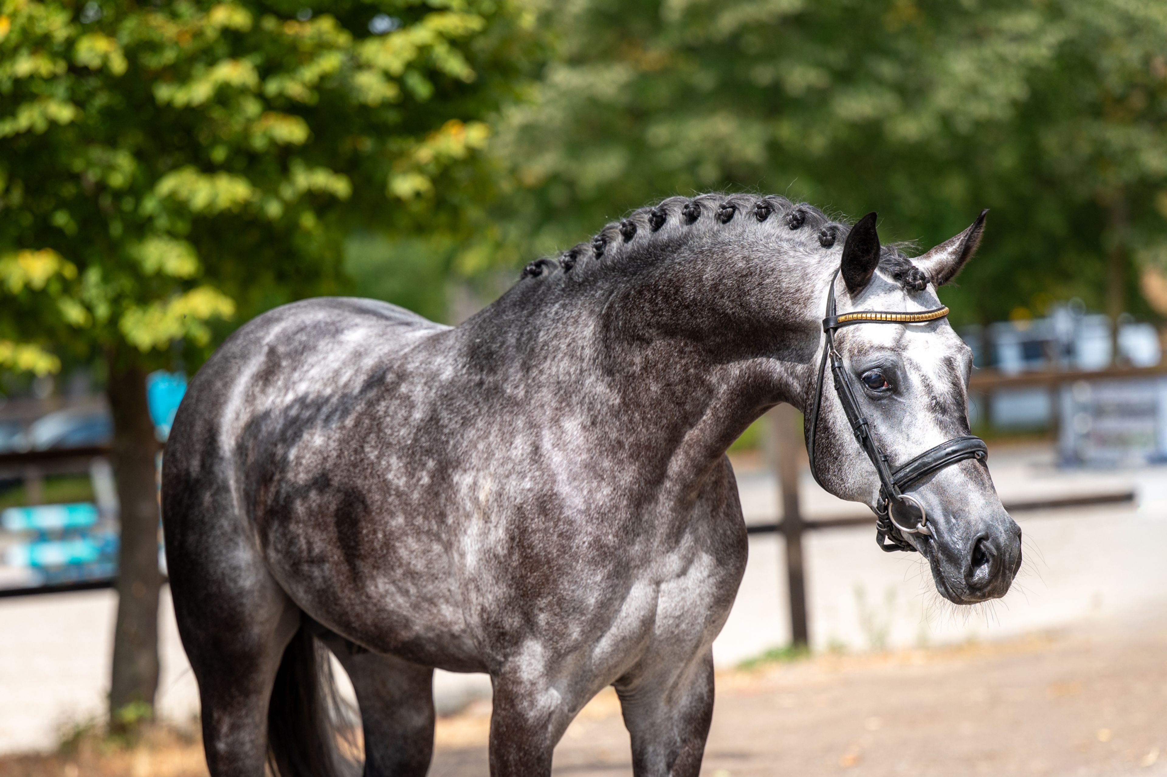 Black Devil (LION HEART Z x ESCAMILLO) - Image 9