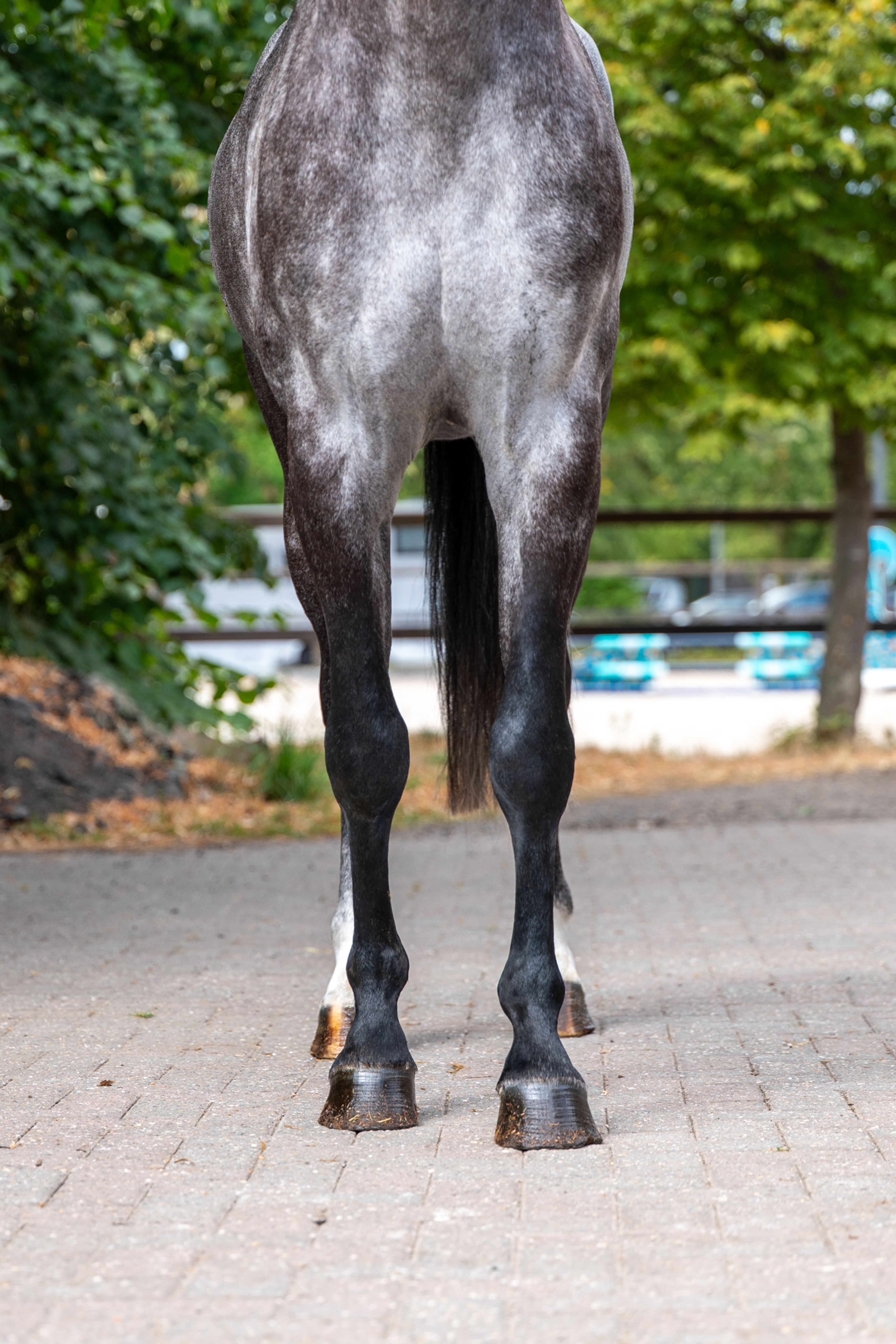Black Devil (LION HEART Z x ESCAMILLO) - Image 10