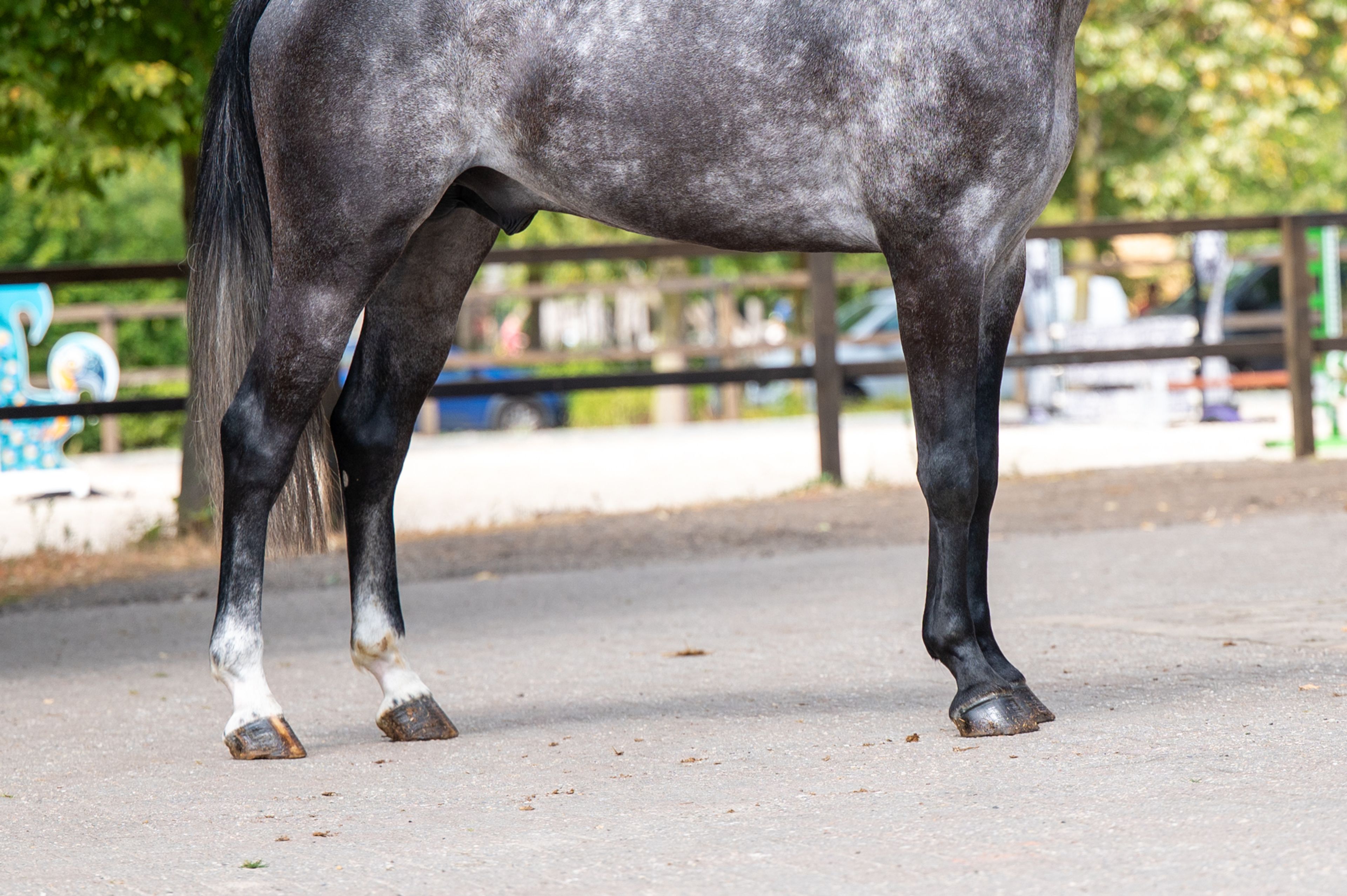 Black Devil (LION HEART Z x ESCAMILLO) - Image 11