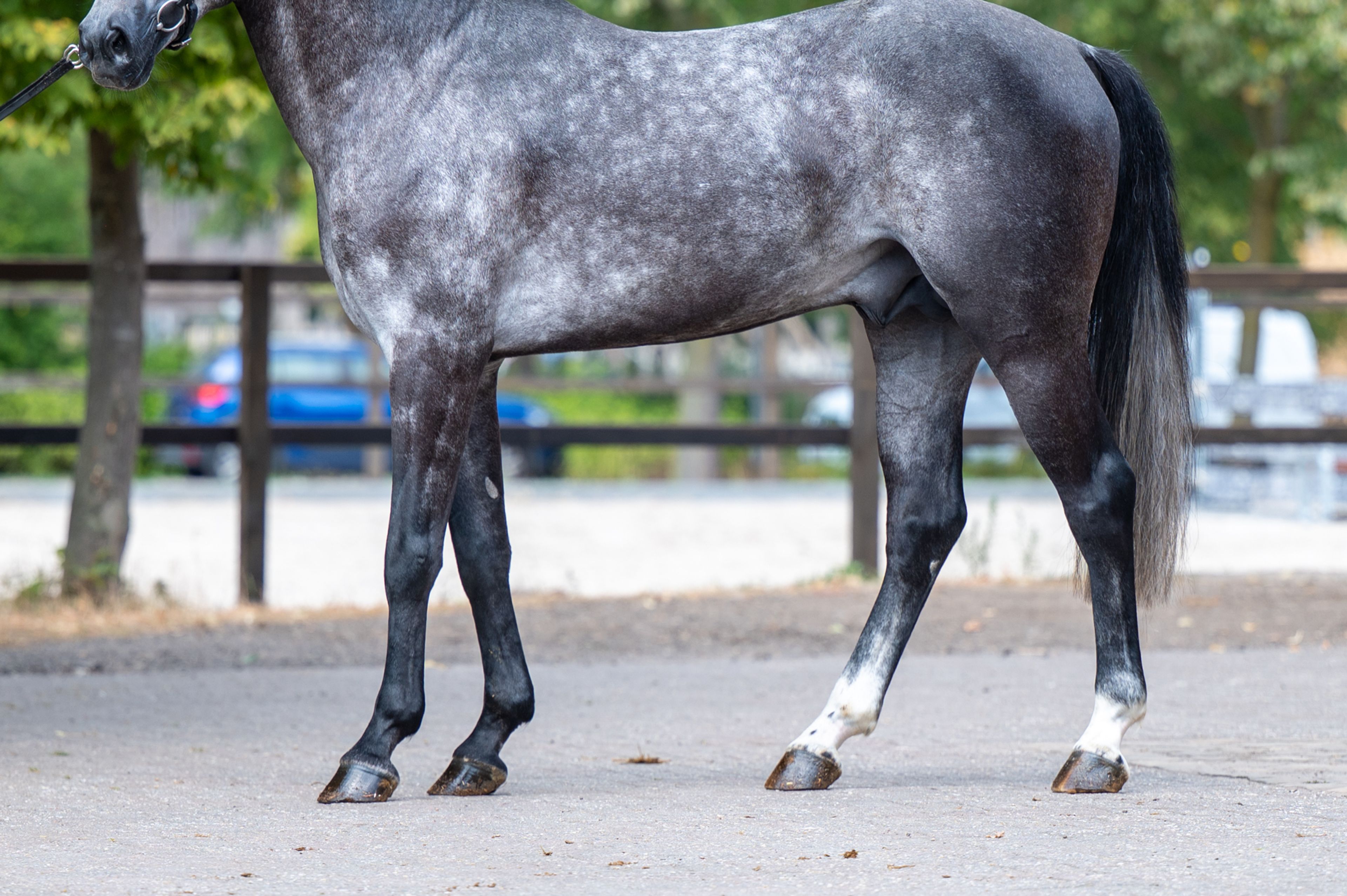 Black Devil (LION HEART Z x ESCAMILLO) - Image 12