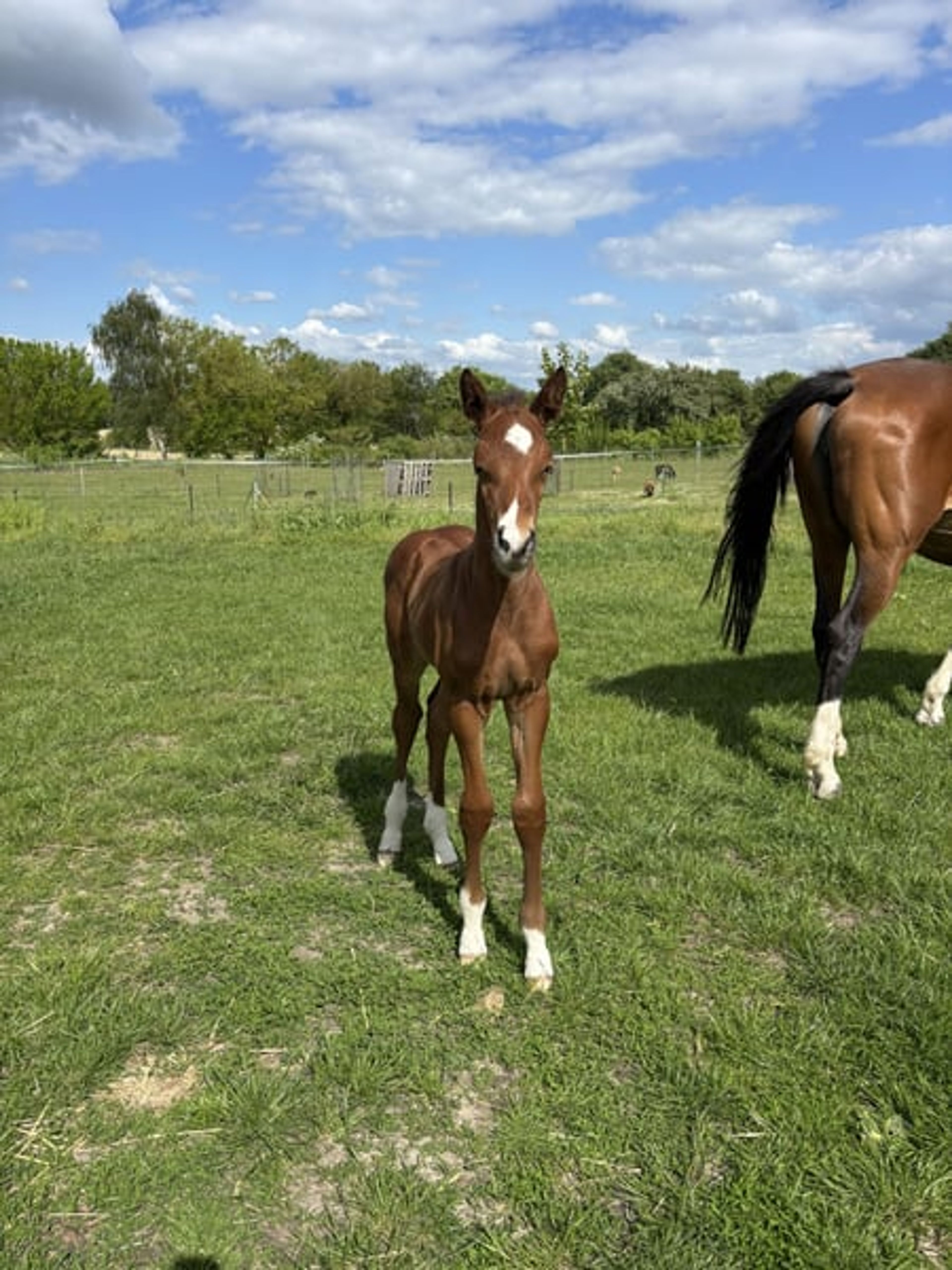 Colt with exceptional lineage: Cornet Obolensky x Kalanda