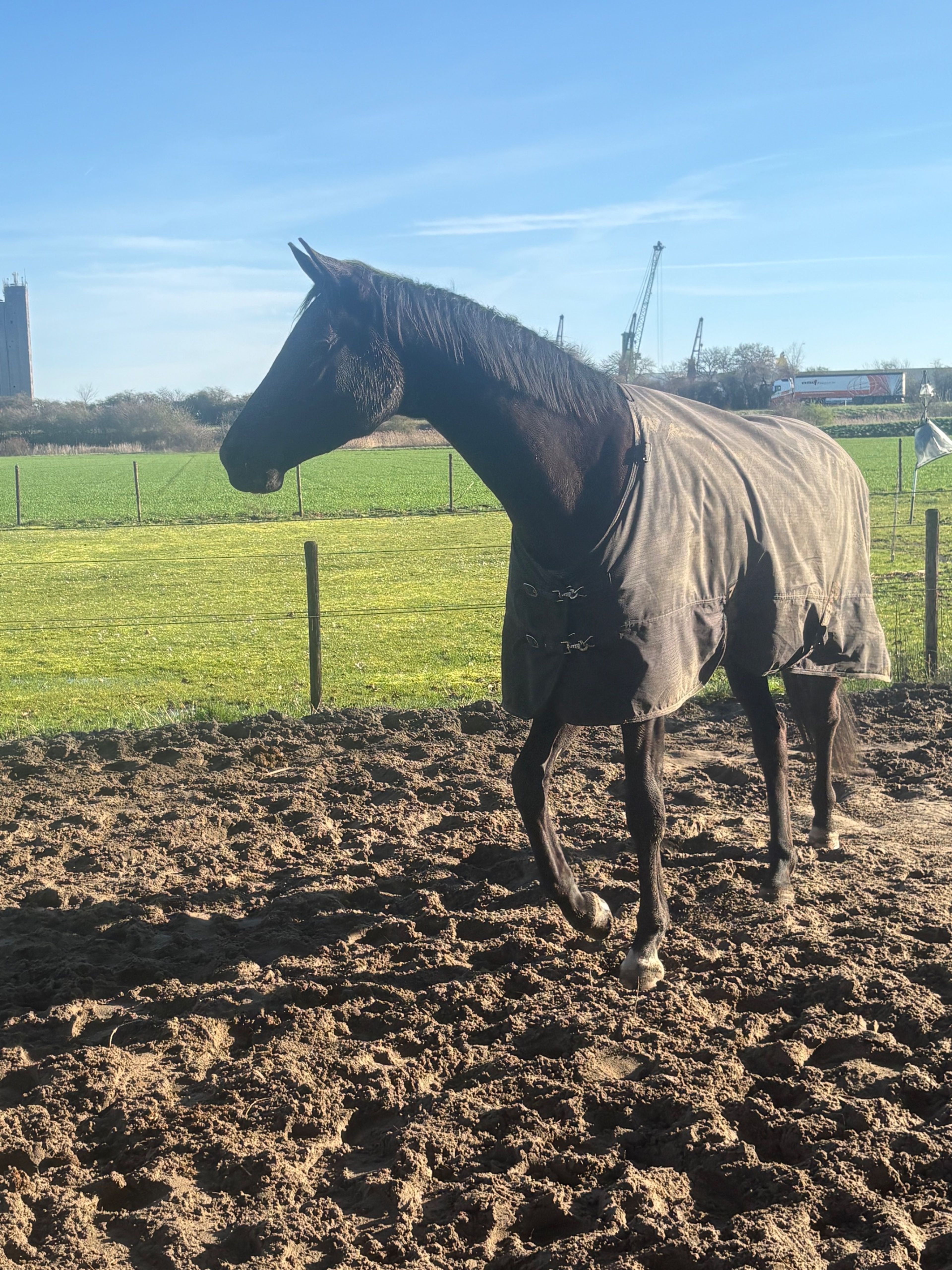 Wish t hof hoogveld  roepnaam Beau - Image 6